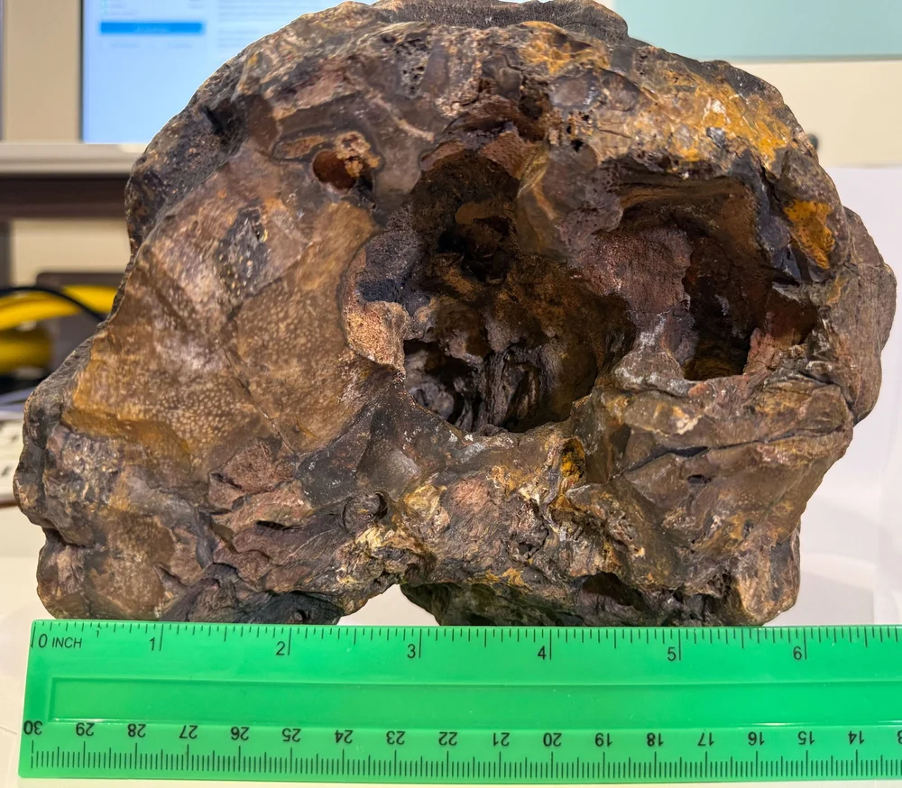 Primate Fossil Found in Texas35.JPG