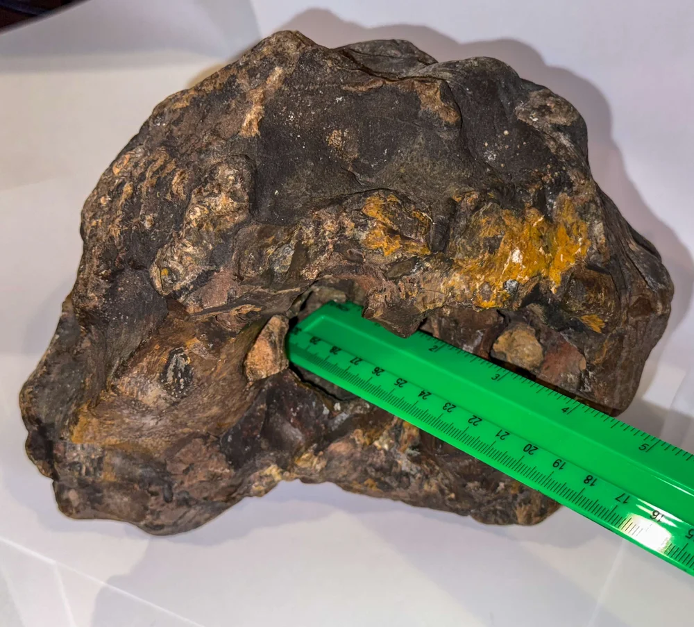 Primate Fossil Found in Texas37.JPG