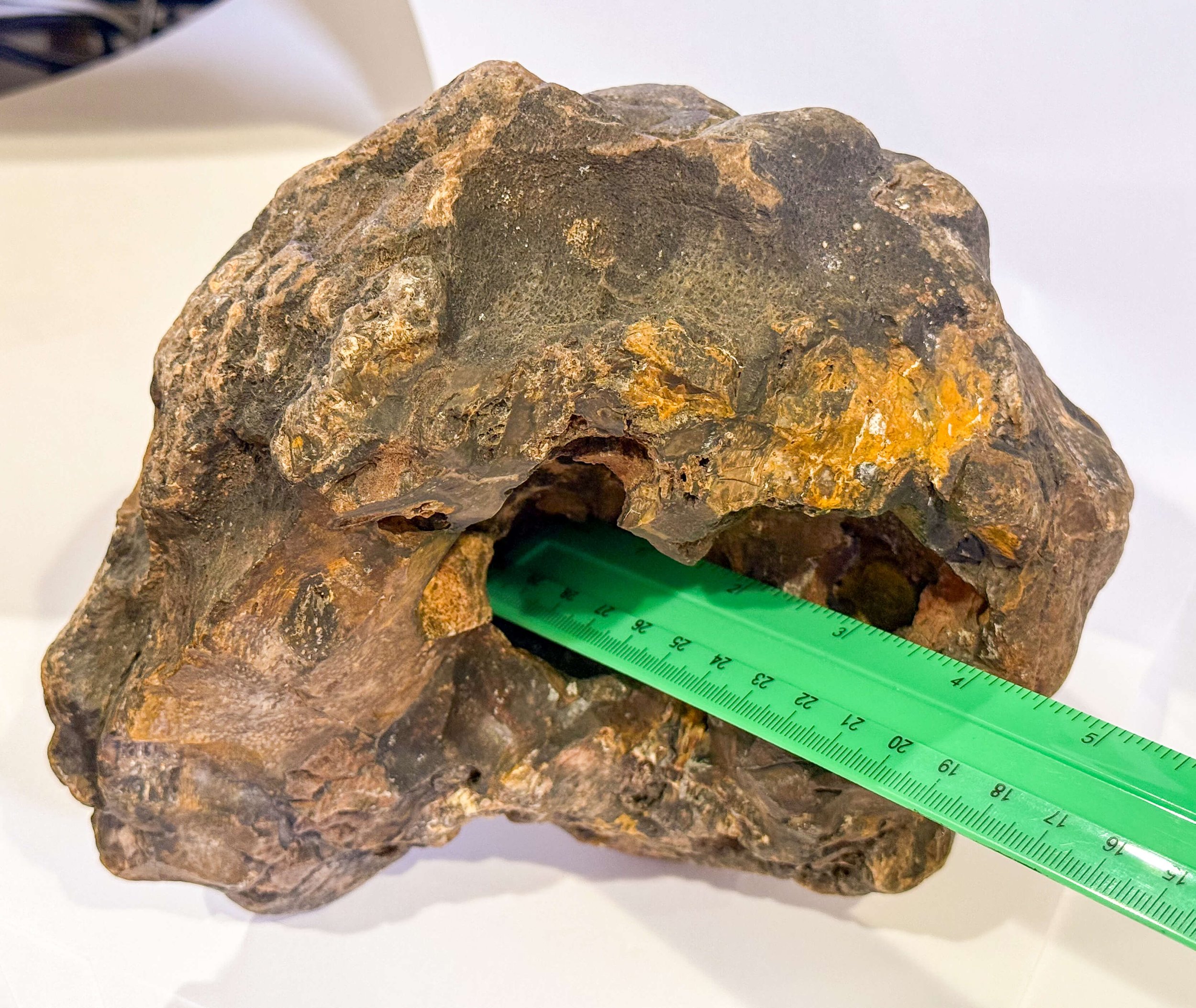 Primate Fossil Found in Texas38.JPG