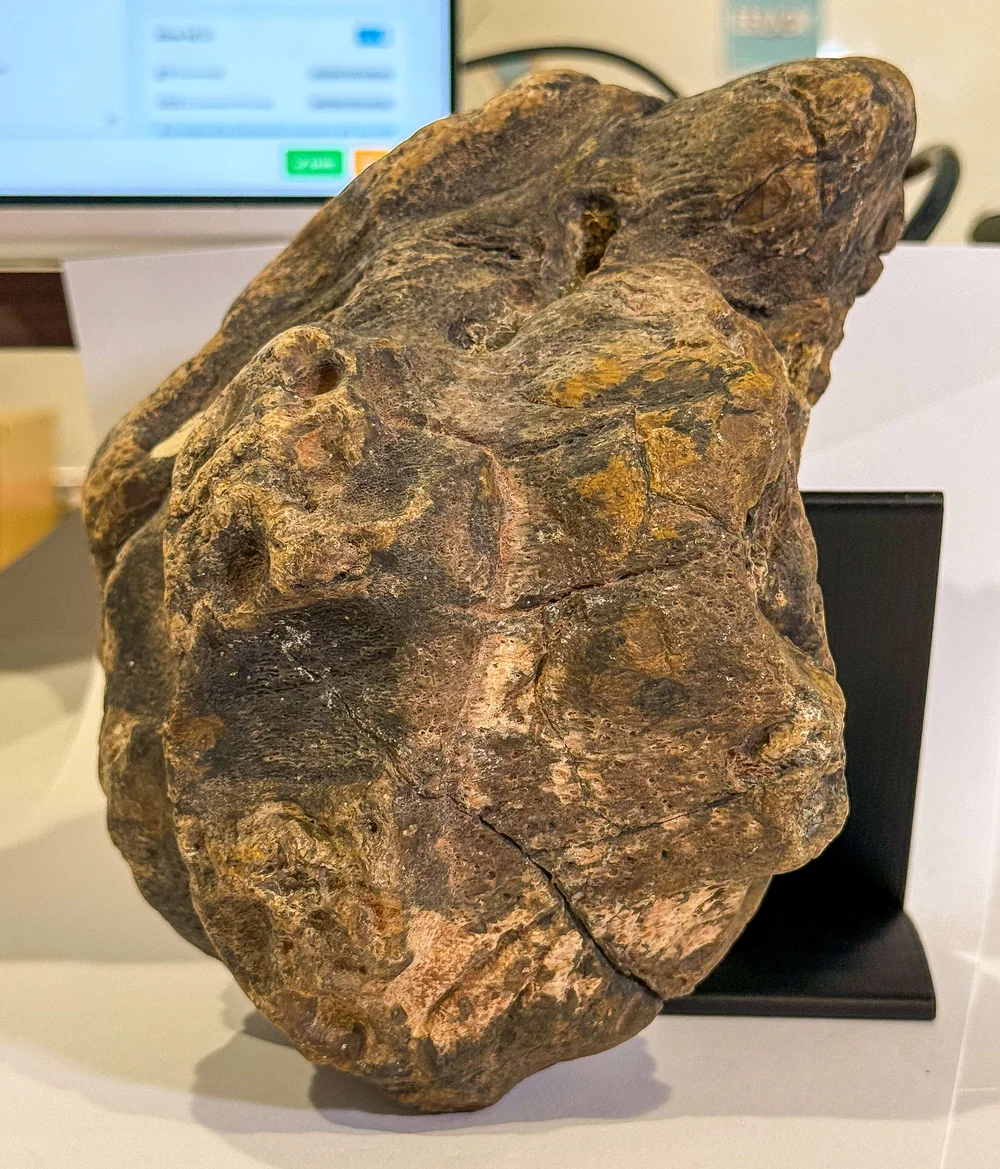 Primate Fossil Found in Texas39.JPG