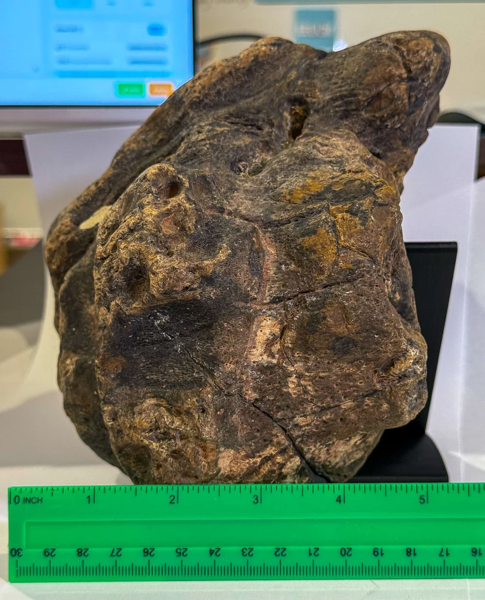 Primate Fossil Found in Texas40.JPG