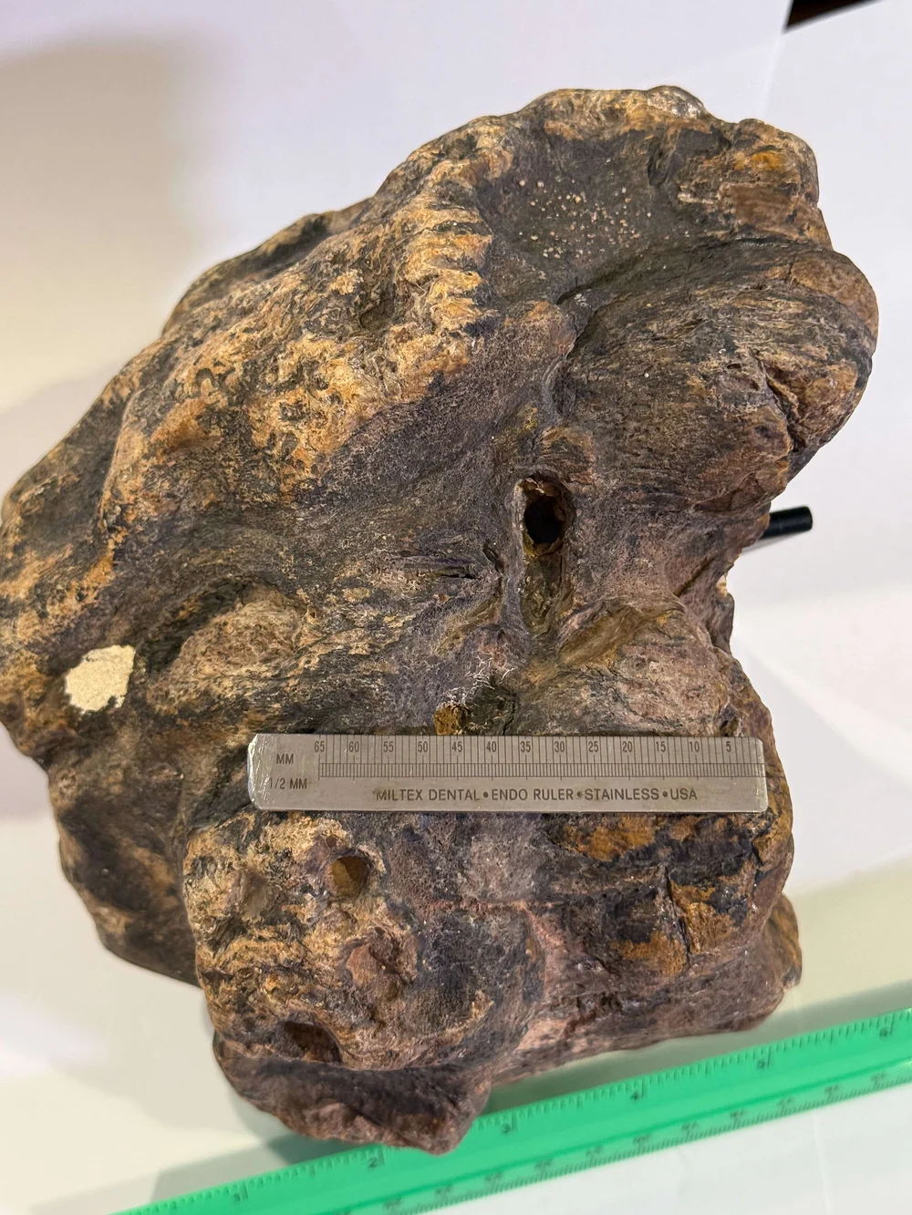 Primate Fossil Found in Texas41.JPG