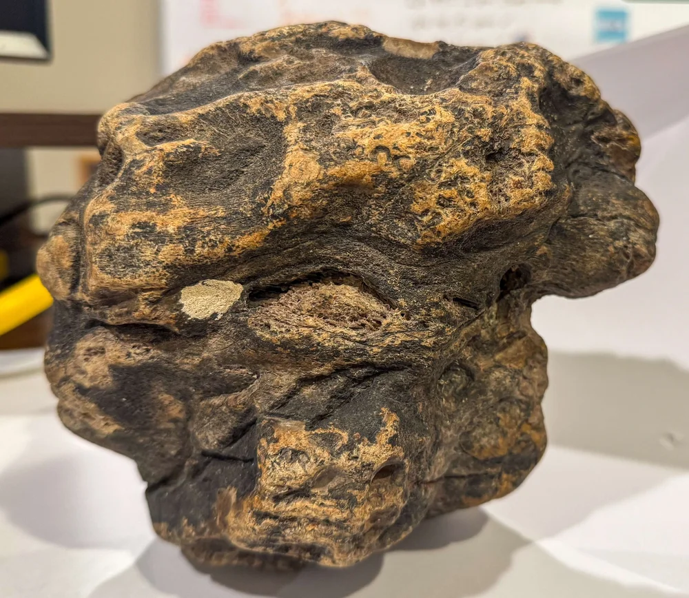 Primate Fossil Found in Texas42.JPG