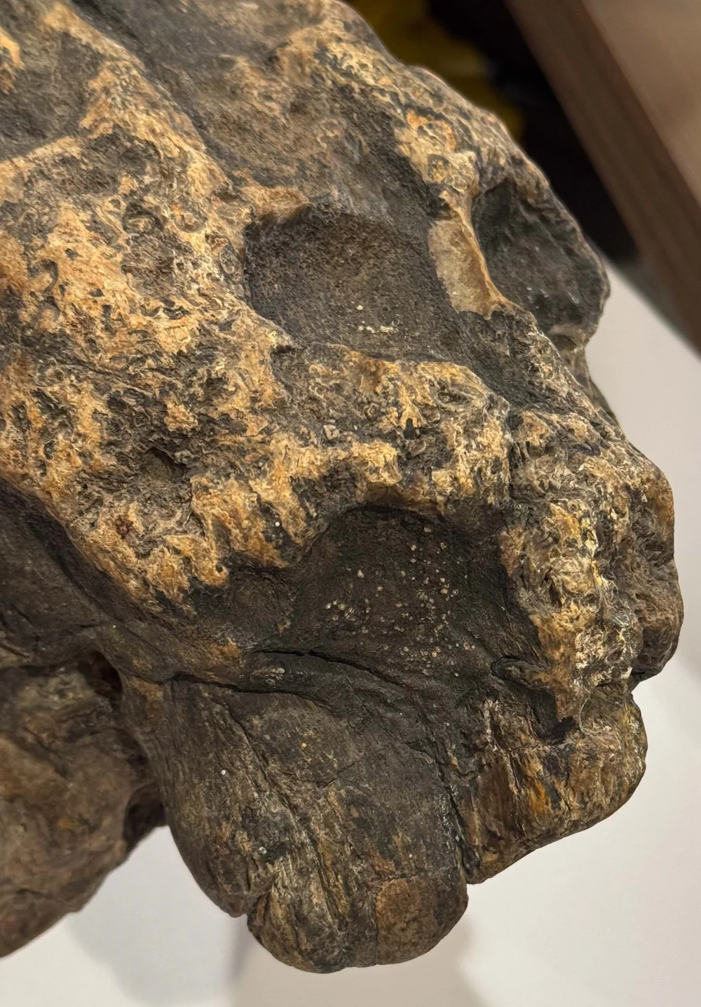 Primate Fossil Found in Texas44.JPG