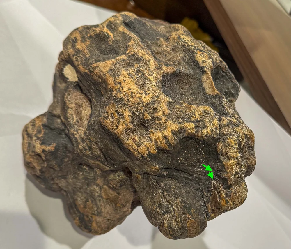 Primate Fossil Found in Texas45.JPG