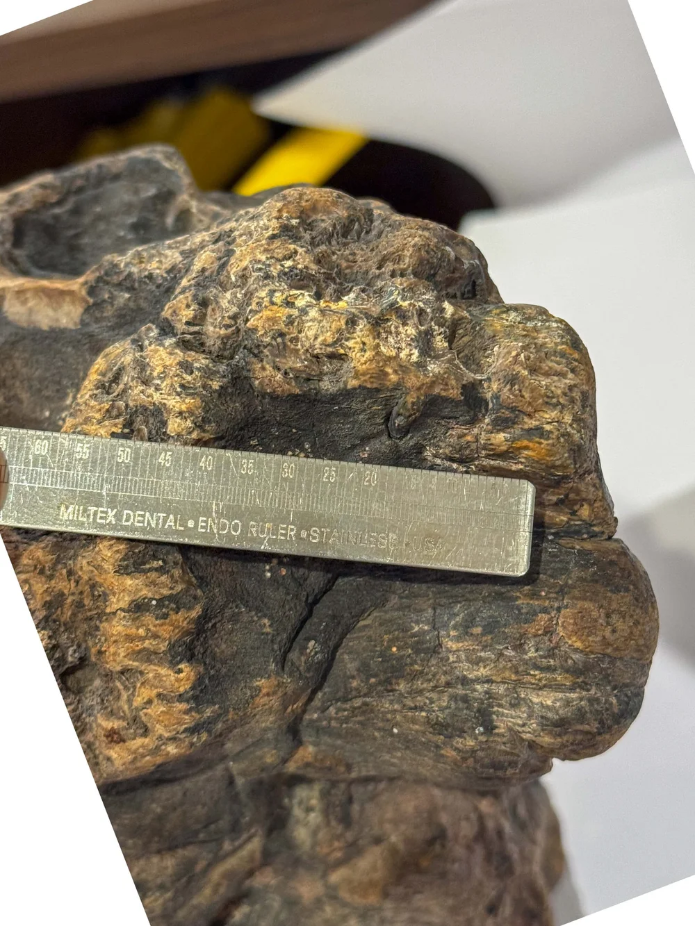 Primate Fossil Found in Texas46.JPG