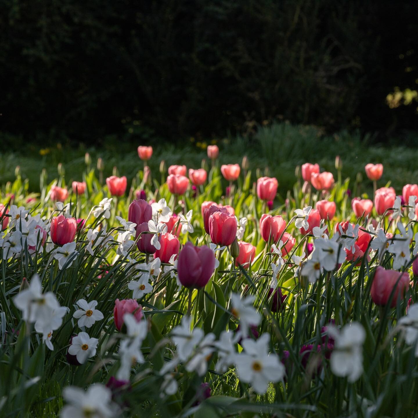 When you stay with us, you can soak up the atmosphere of The Cedar Meadow whenever you want. It&rsquo;s full of tulips and daffodils at the moment and is just gorgeous.