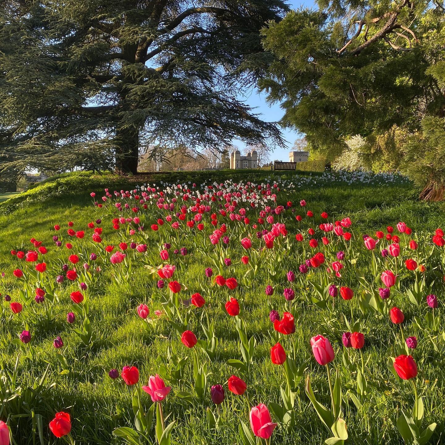 The Cedar Meadow inspires at every season, at every turn and in every mood. The evening sun catches the swathe of tulips and daffodils casting a golden glow over the meadow.
Anyone staying in our holiday cottages can wander out from their door and sh