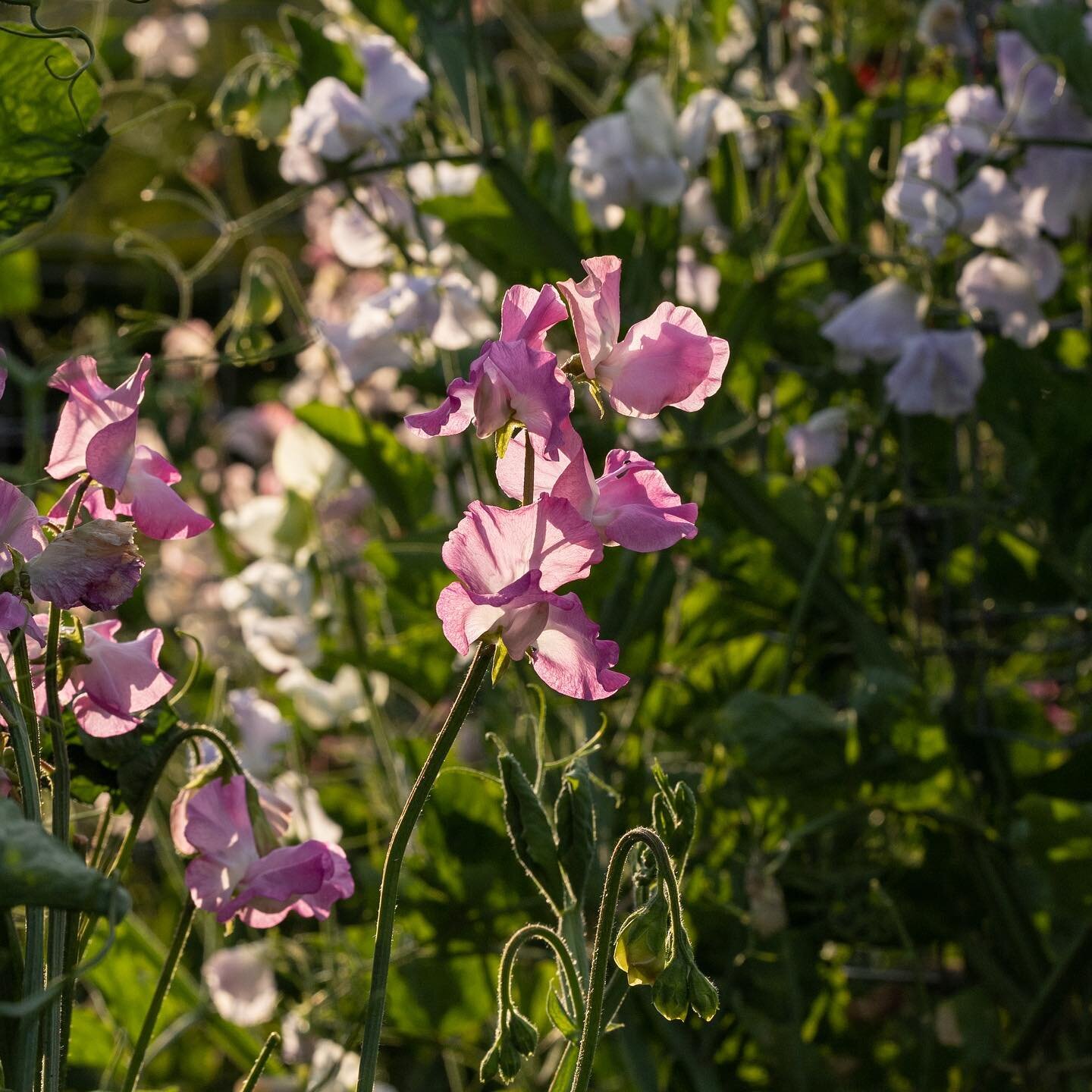 Sweet Pea Season has started at Easton Walled Gardens and our favourite flowers are looking and smelling gorgeous as ever. The weather is being kind, the cakes are tasty, the coffee flowing and the welcome warm.
The Gardens are open Wednesdays to Sun