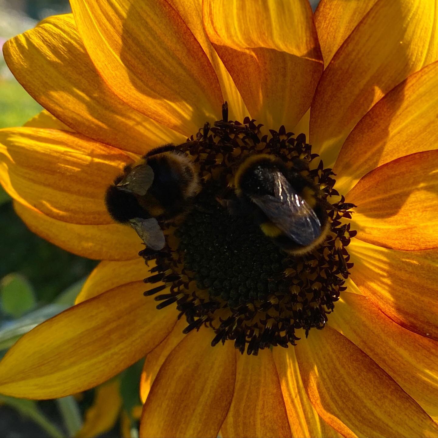A hot, hot day in The Pickery at Easton Walled Gardens, but the bees love it and never stop&hellip;&hellip;