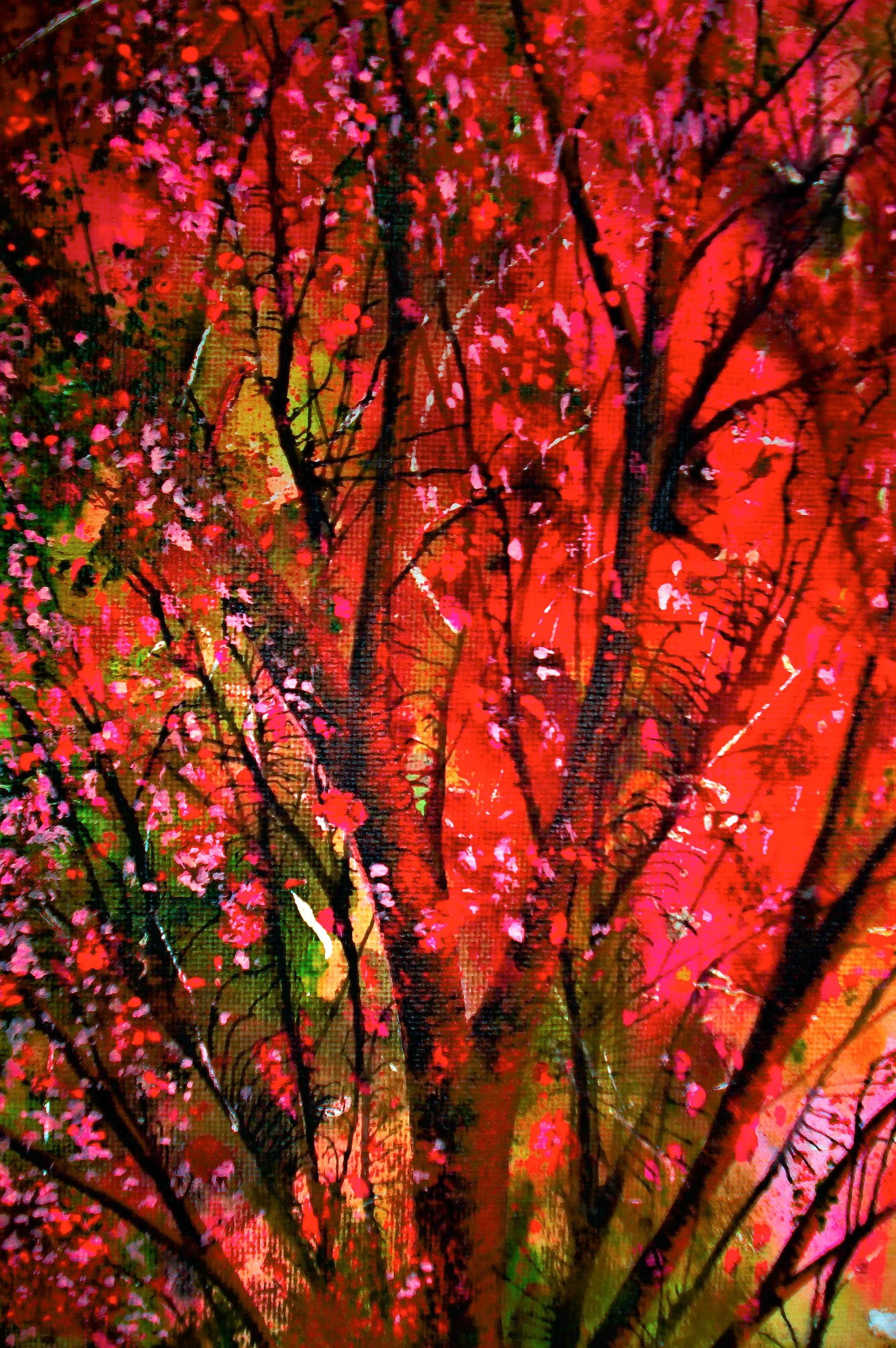 'Pink Blossoms'
No longer available