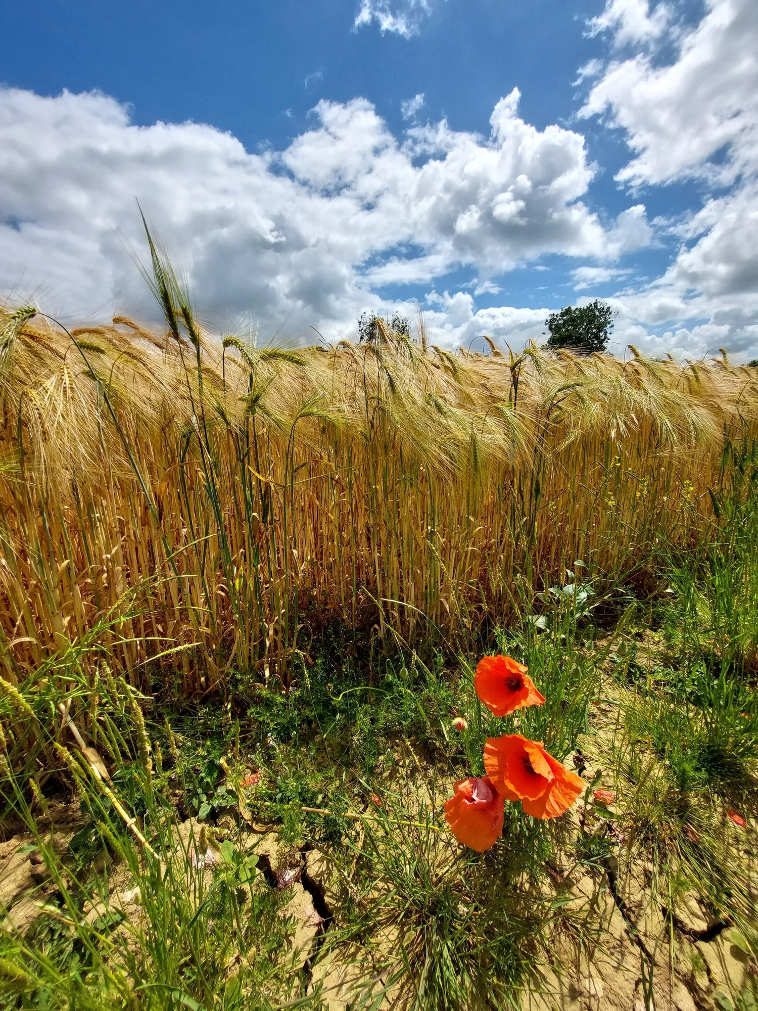 Agricultural land classification oracle