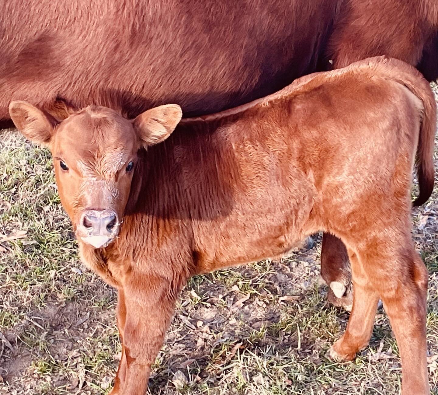 Here&rsquo;s your dose of cute for the day!! Calf # 10 has a milk beard😊 Find us tomorrow at Travelers Rest Farmers Market or the market in Saluda, NC #southpoll, #grassfed, Lukenslandcattle.store