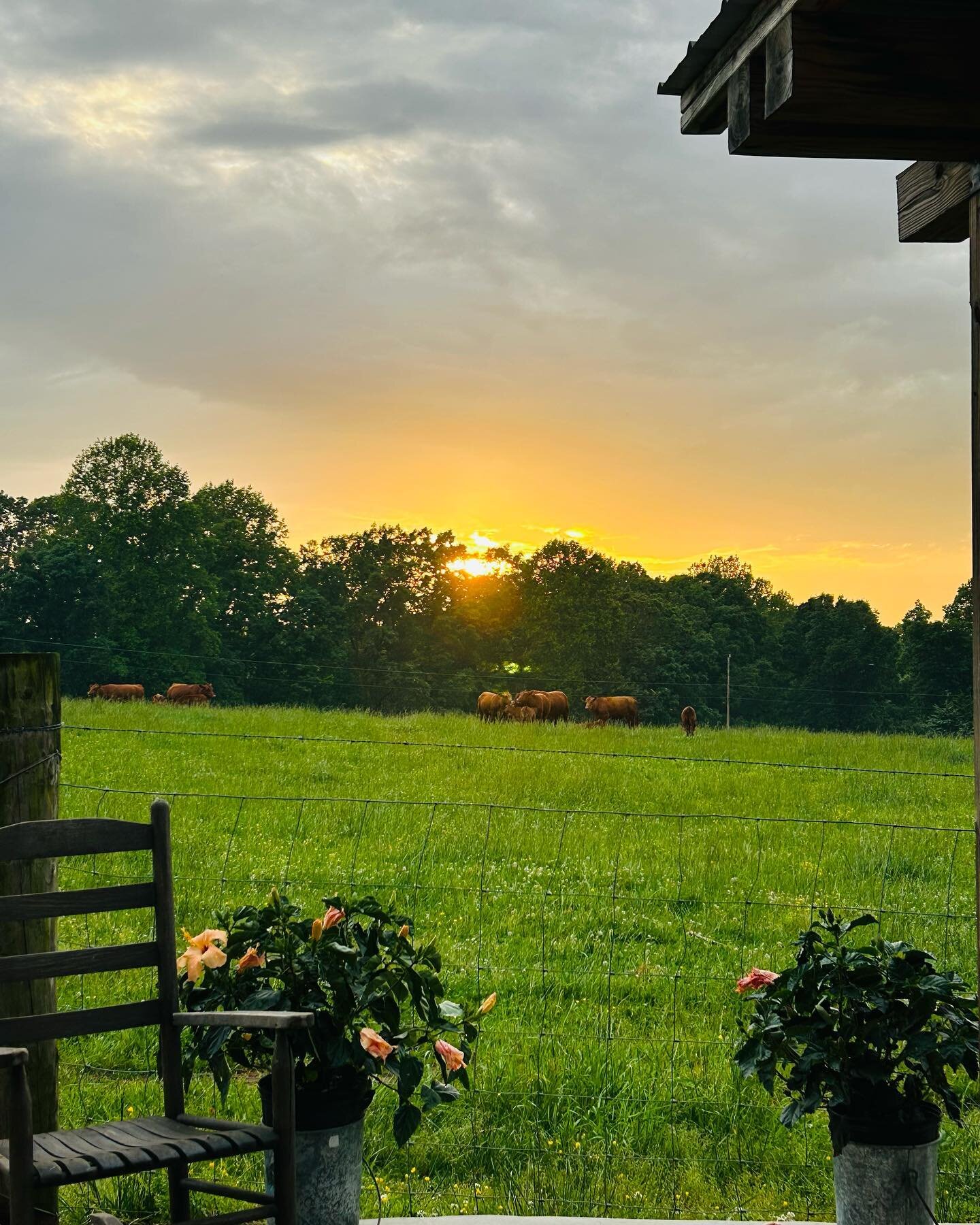 The view from my porch swing this evening, so much to be thankful for!! www.Lukenslandcattle.store #grassfedbeef