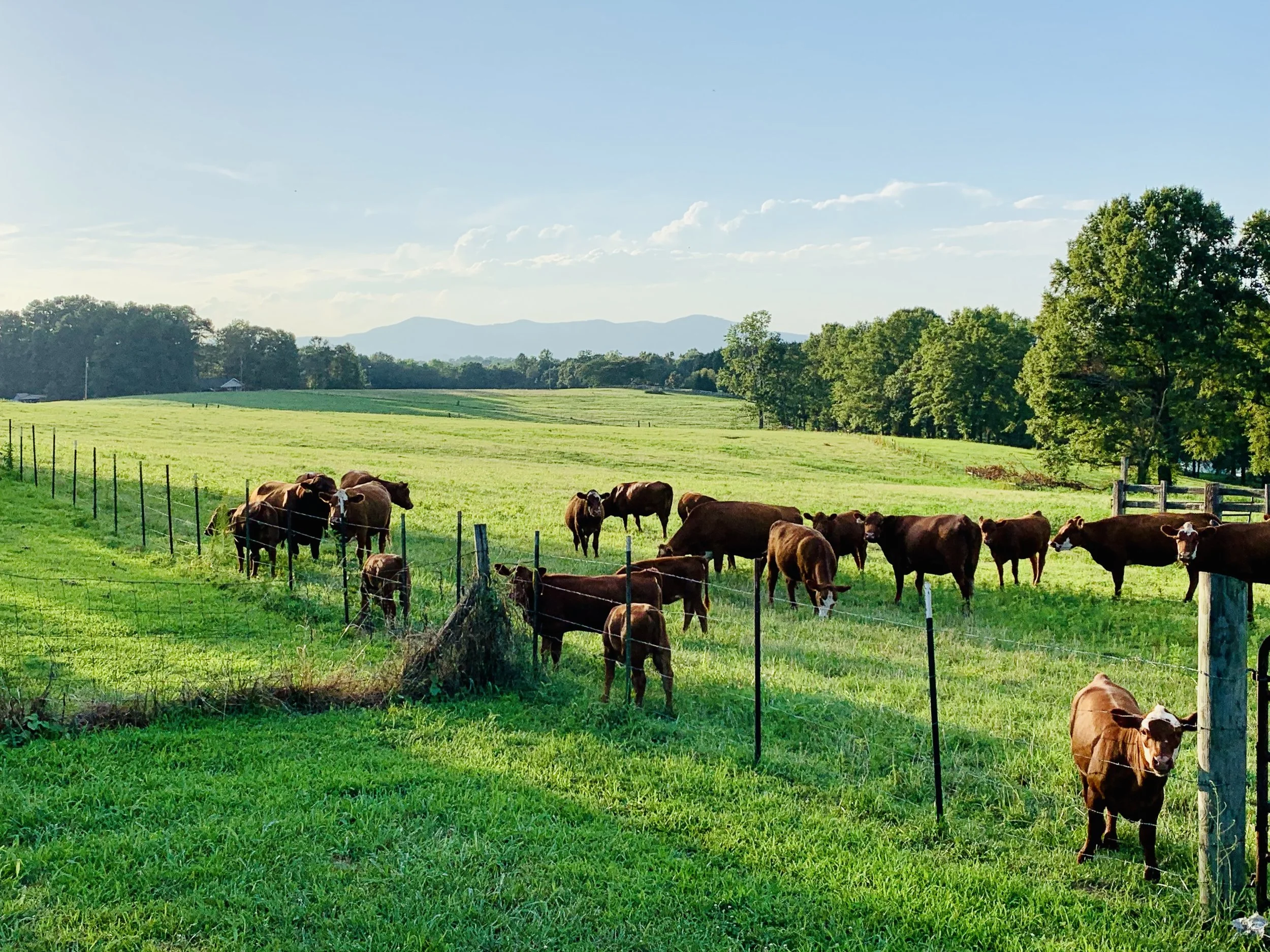 Lukens Land & Cattle | Grass Fed Beef | Pastured Poultry