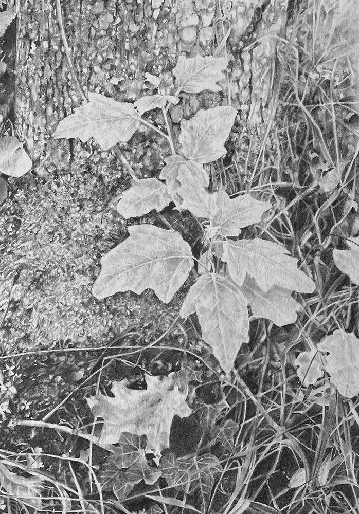 I'LL MEET YOU AT THE FOOT OF THE TREE.jpg