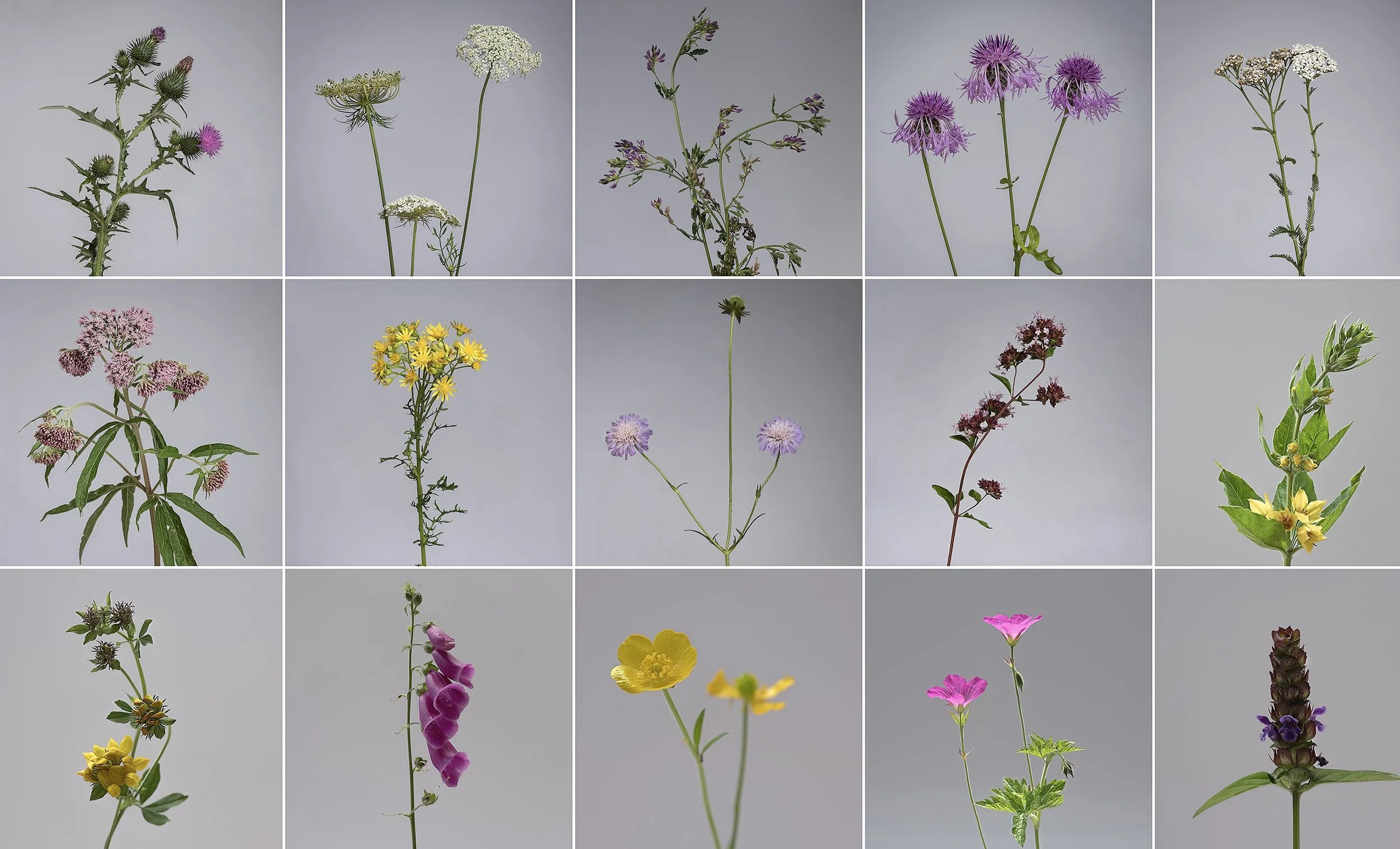 A collage of 15 different wildflowers against a light gray background.