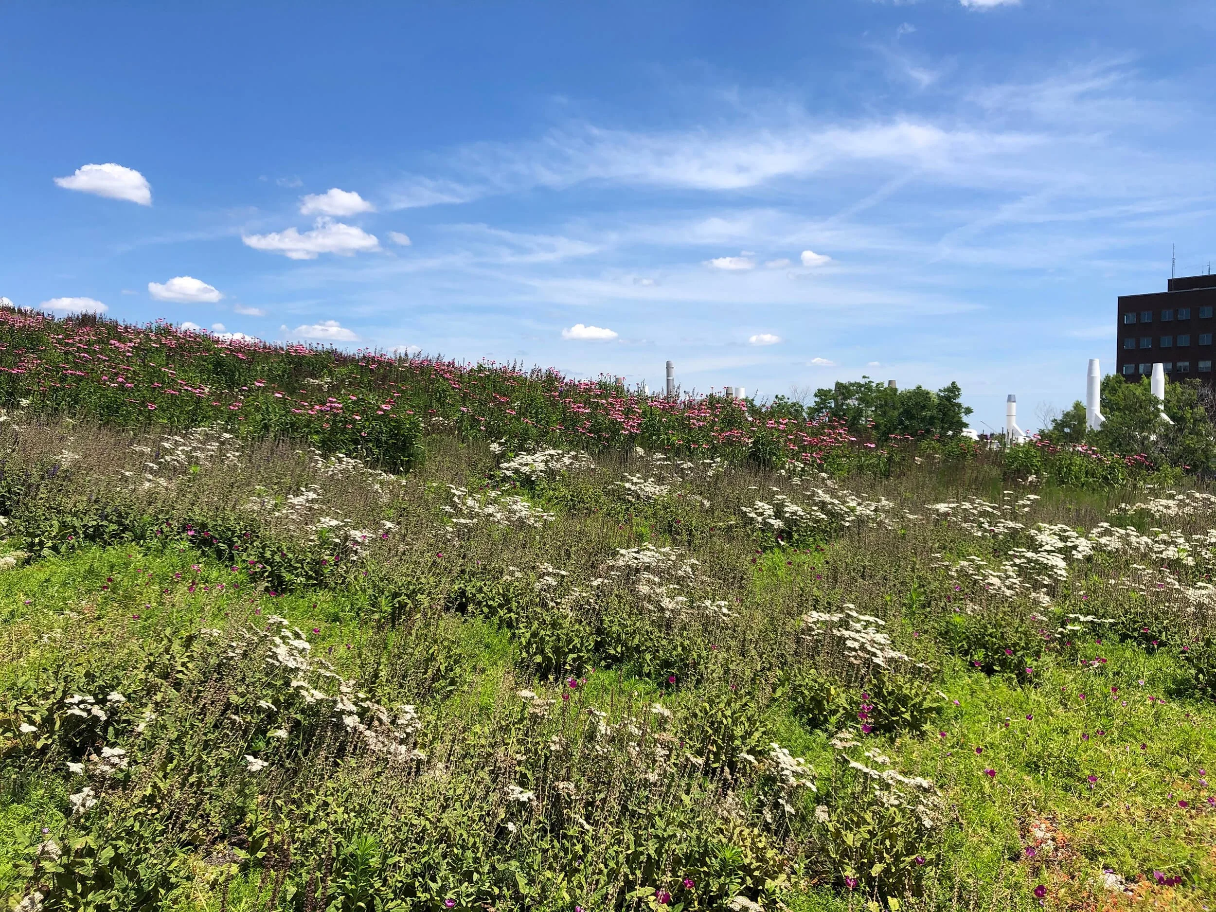 Temple slope IMG_7232.jpg