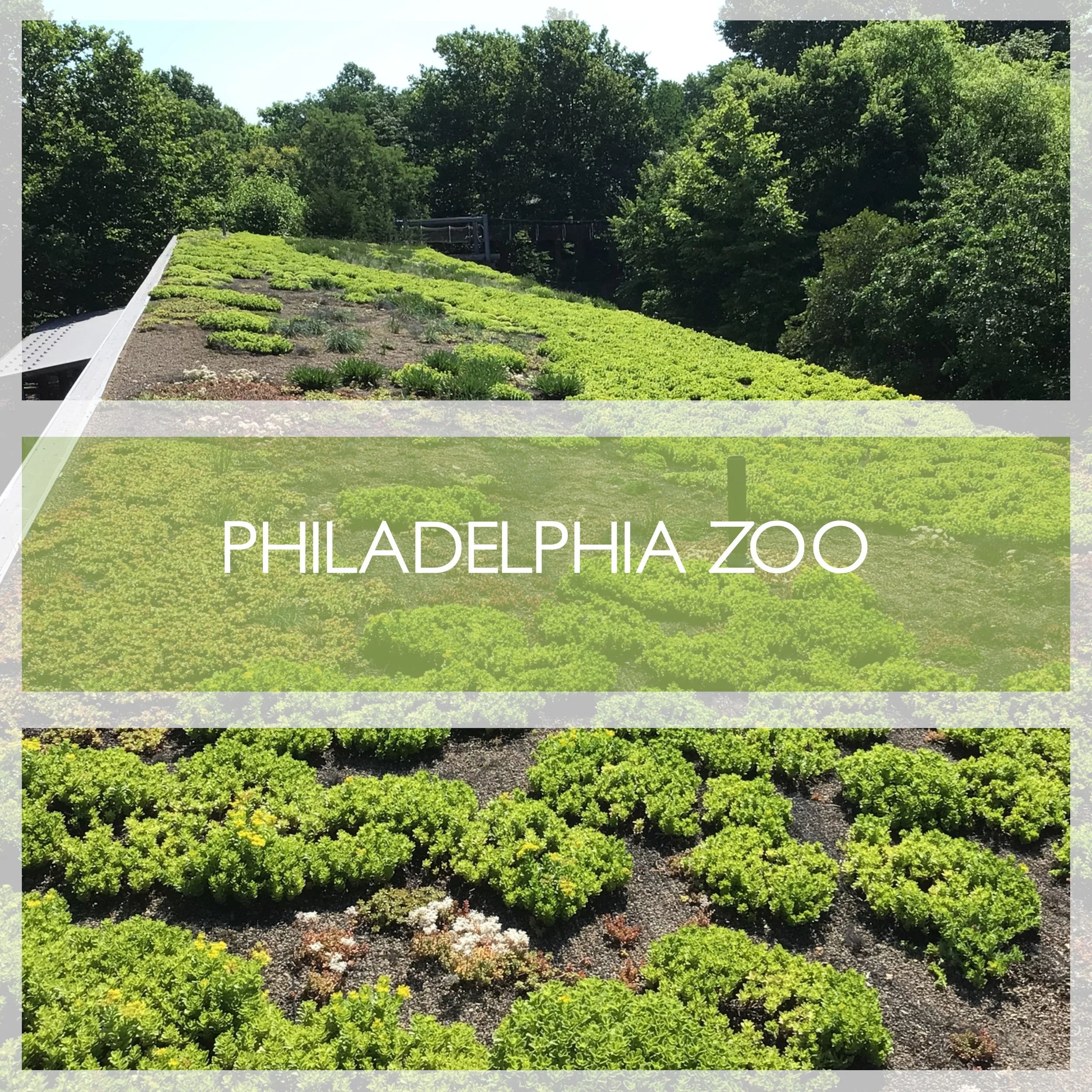 PHILLYZOO.jpg