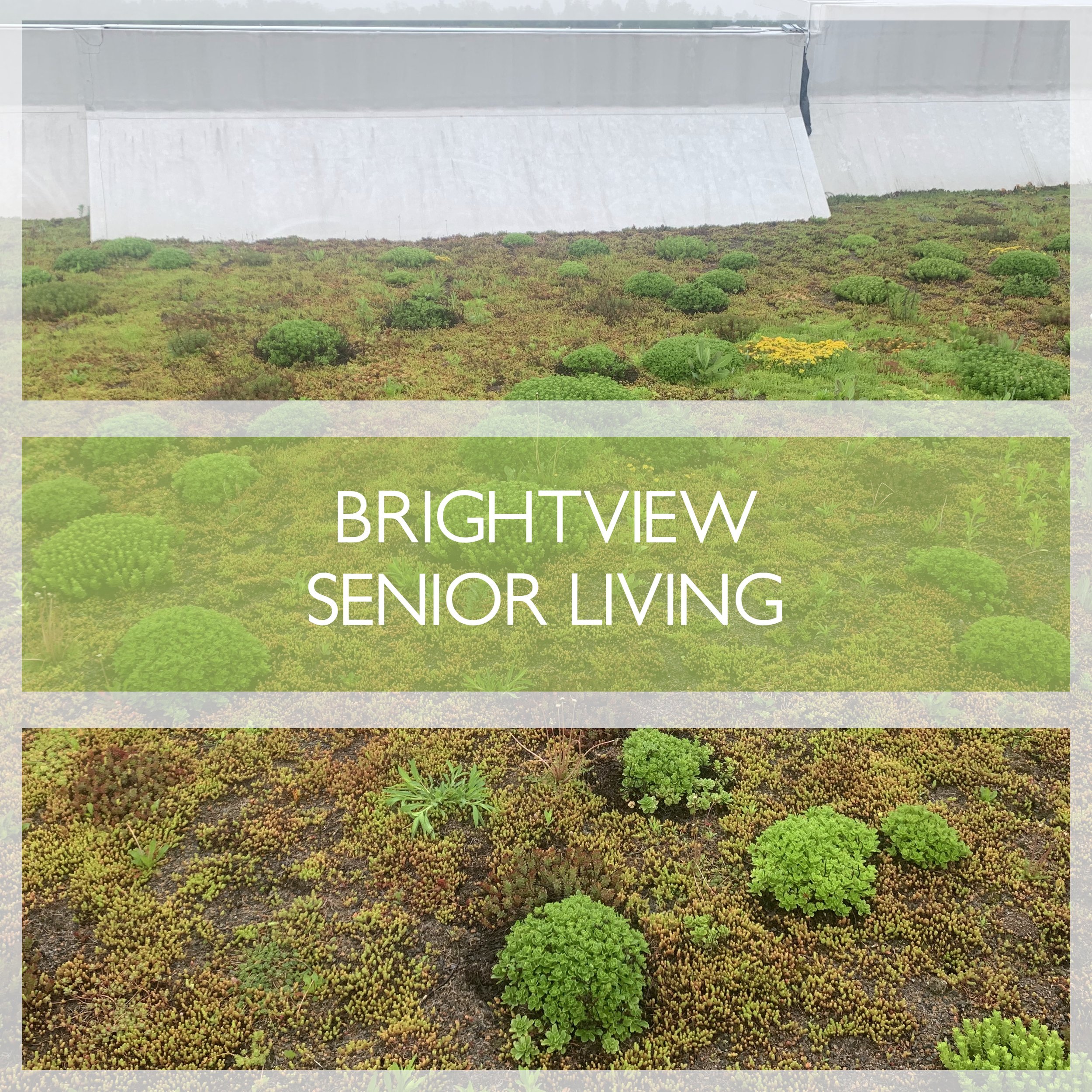 BRIGHTVIEW.jpg