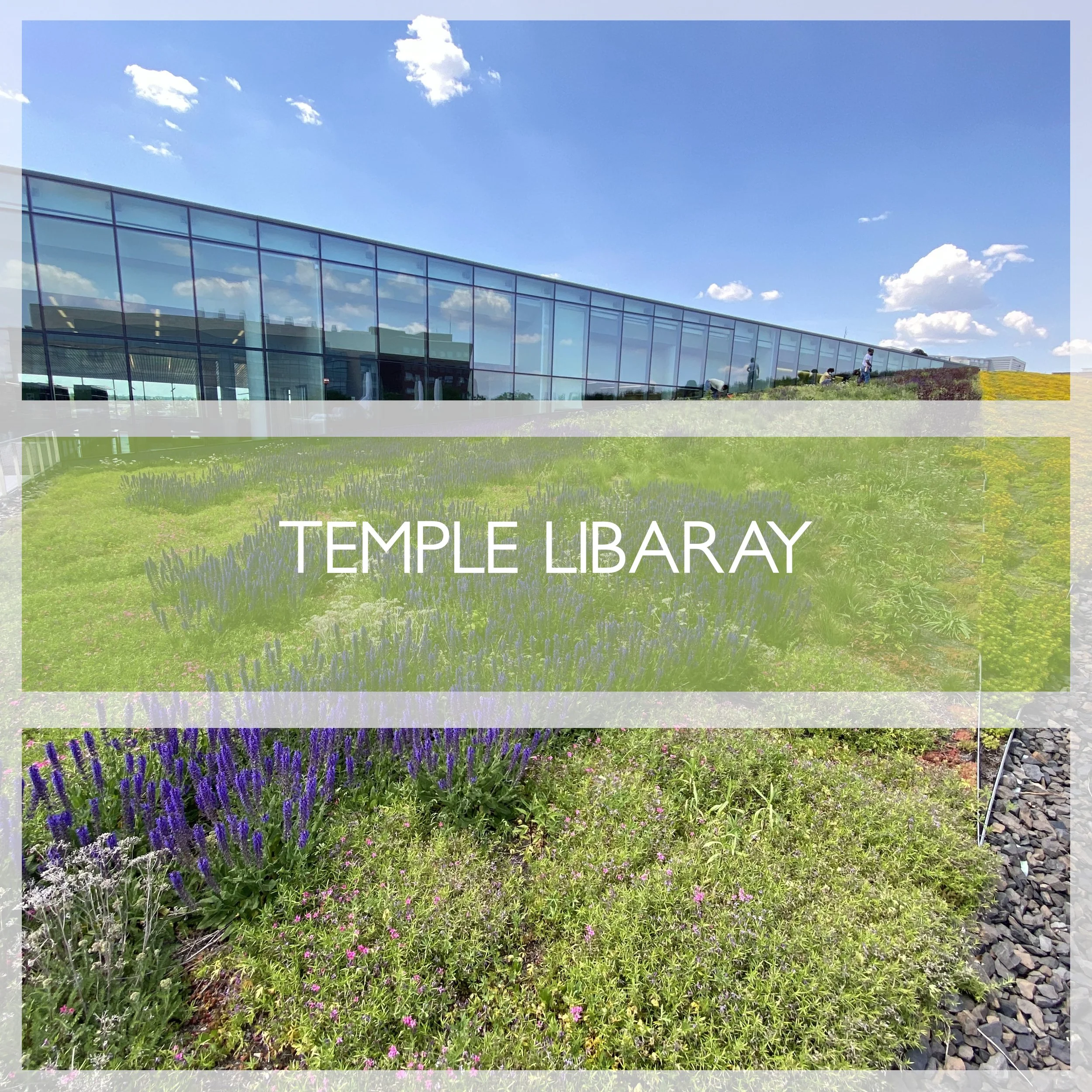 TEMPLELIB.jpg