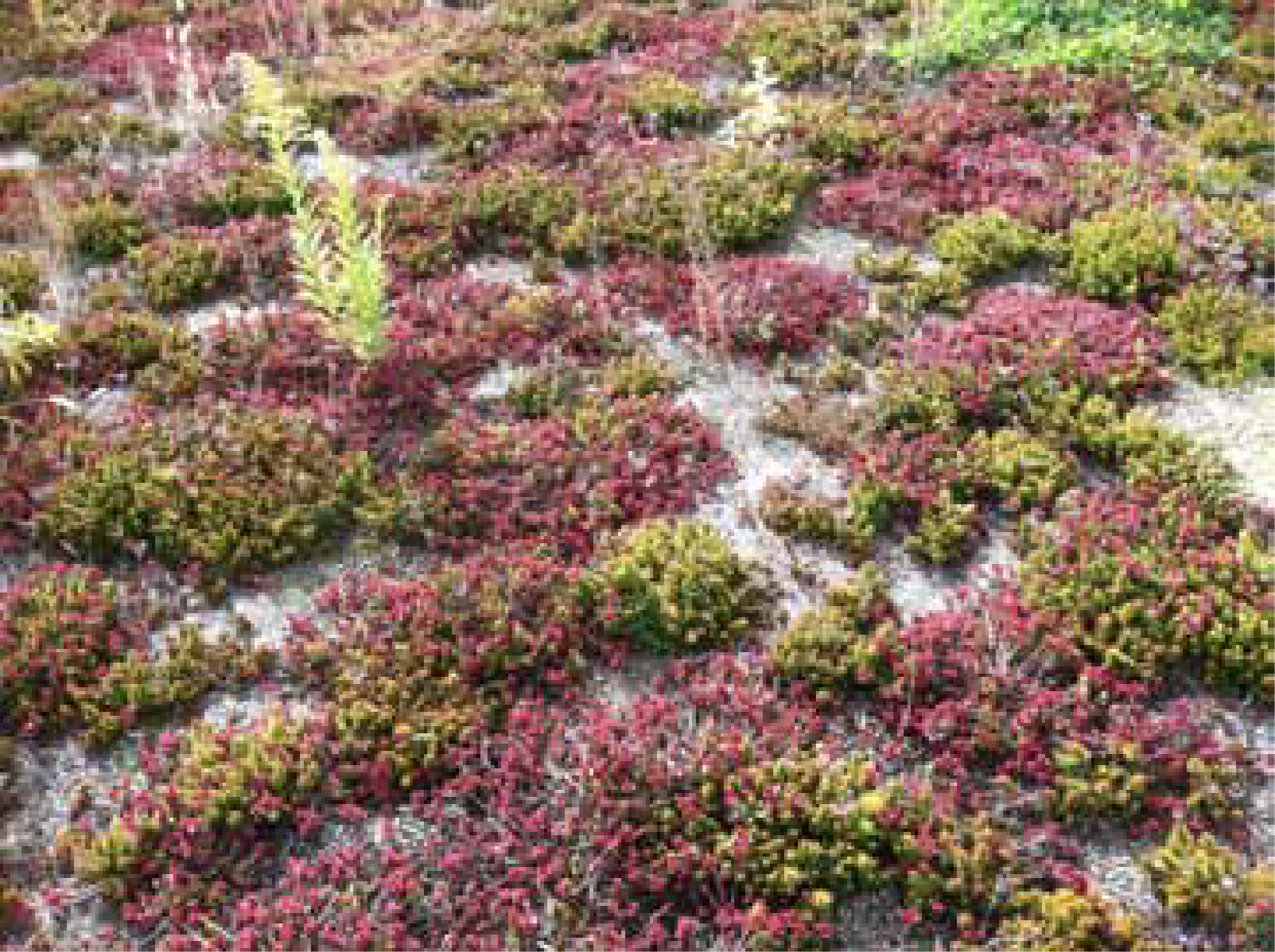 Mt Tabor_project_sheets-3-01.png