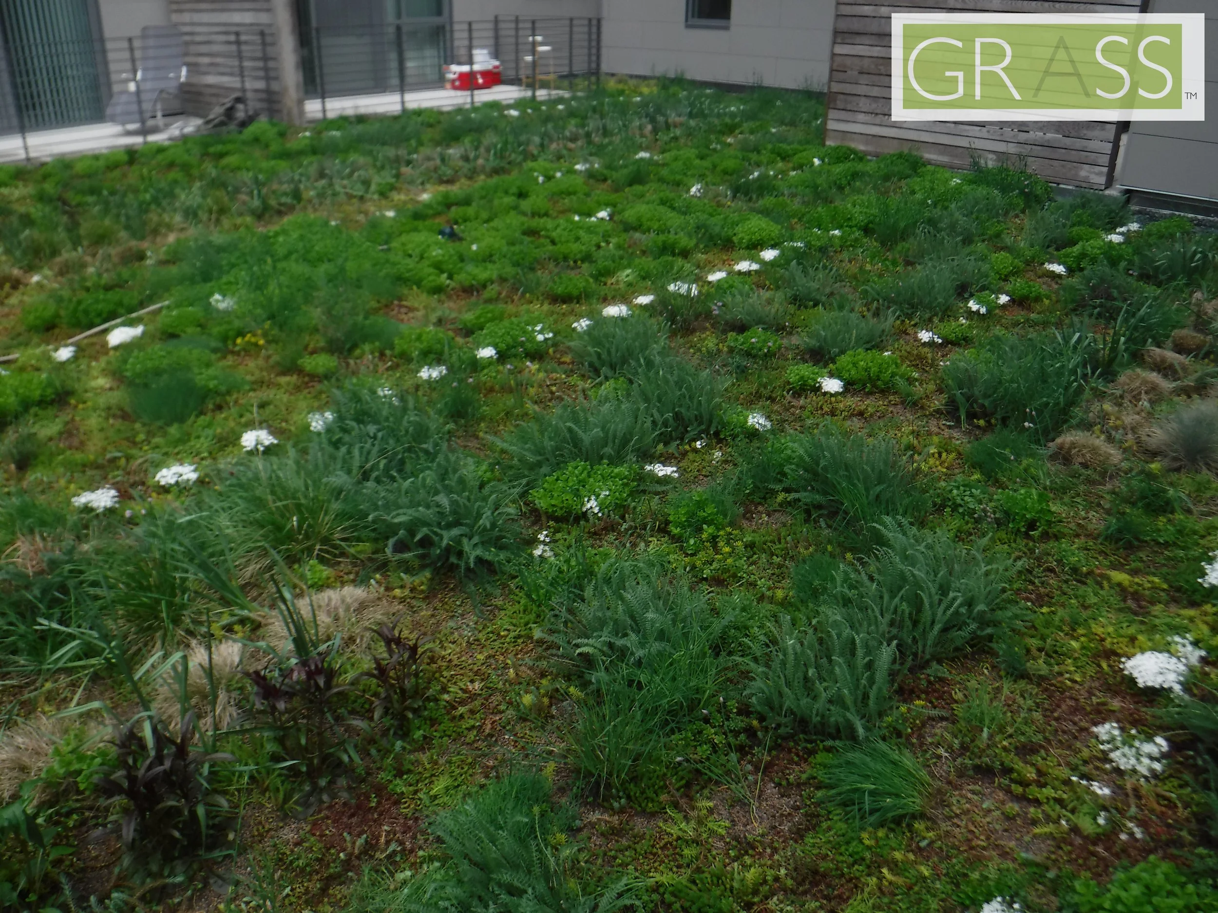 Copy of DSCF8049.JPG