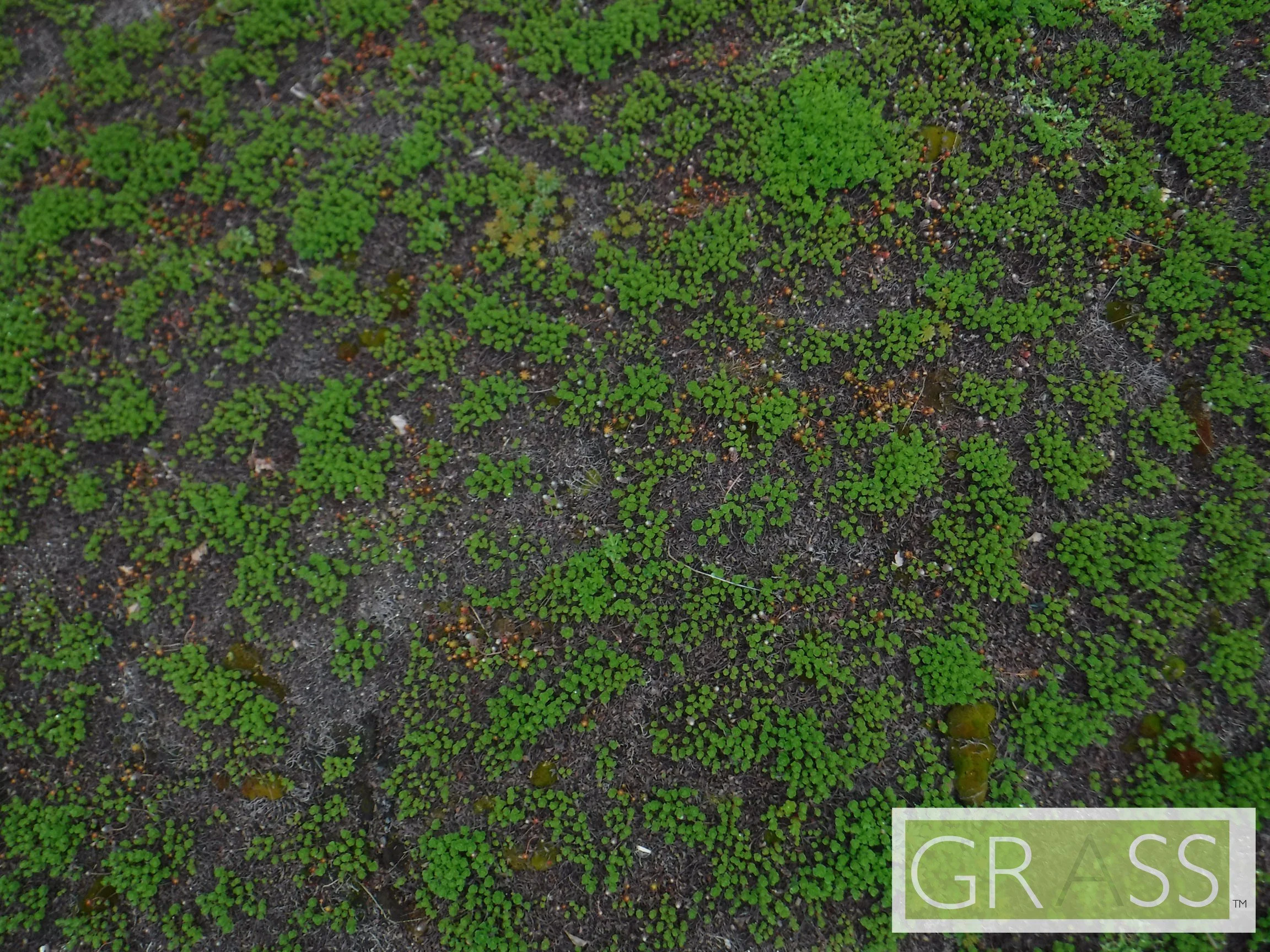 DSCF7377jpeg50 (1).jpg