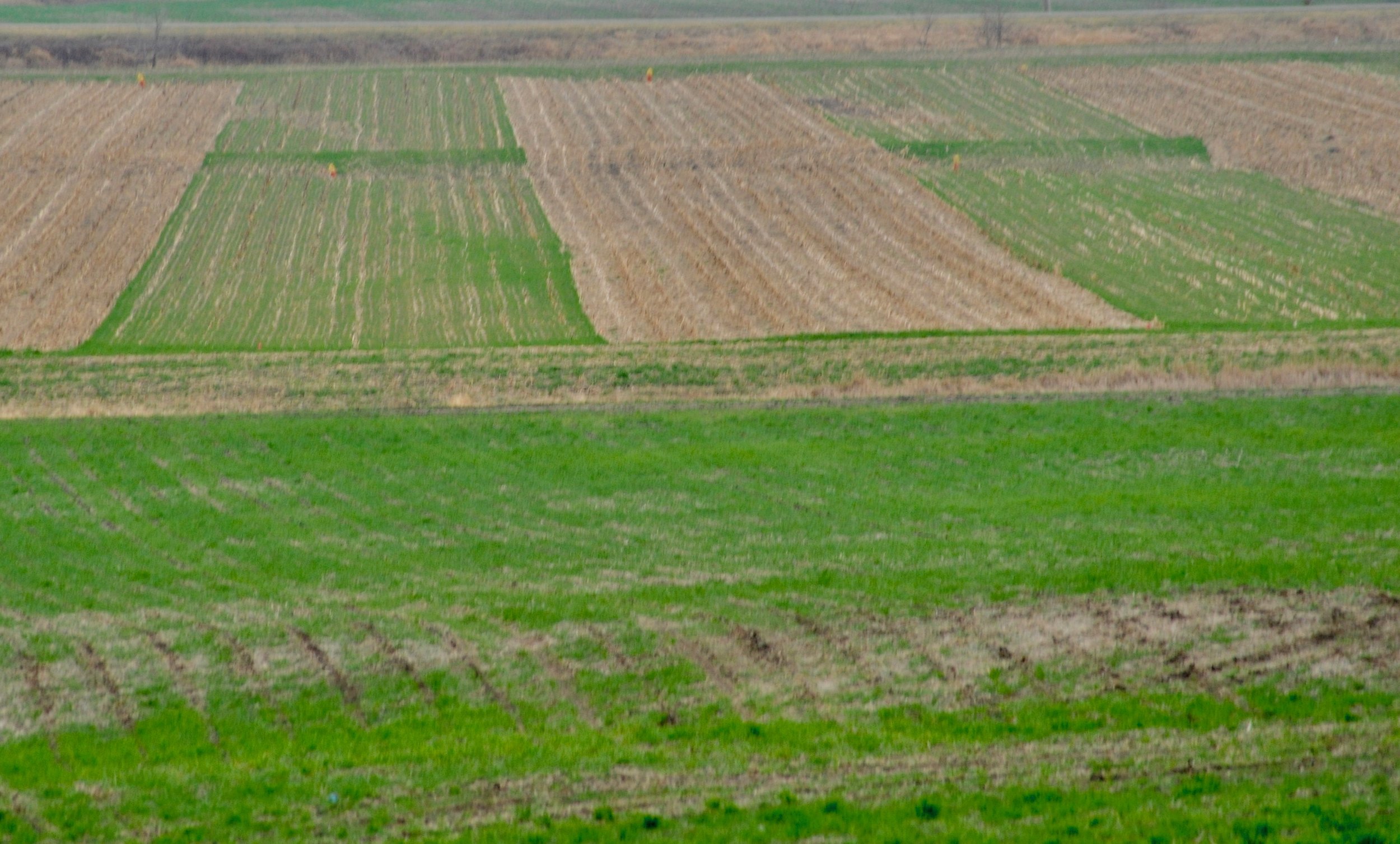 ISU test plot cover crops.jpg