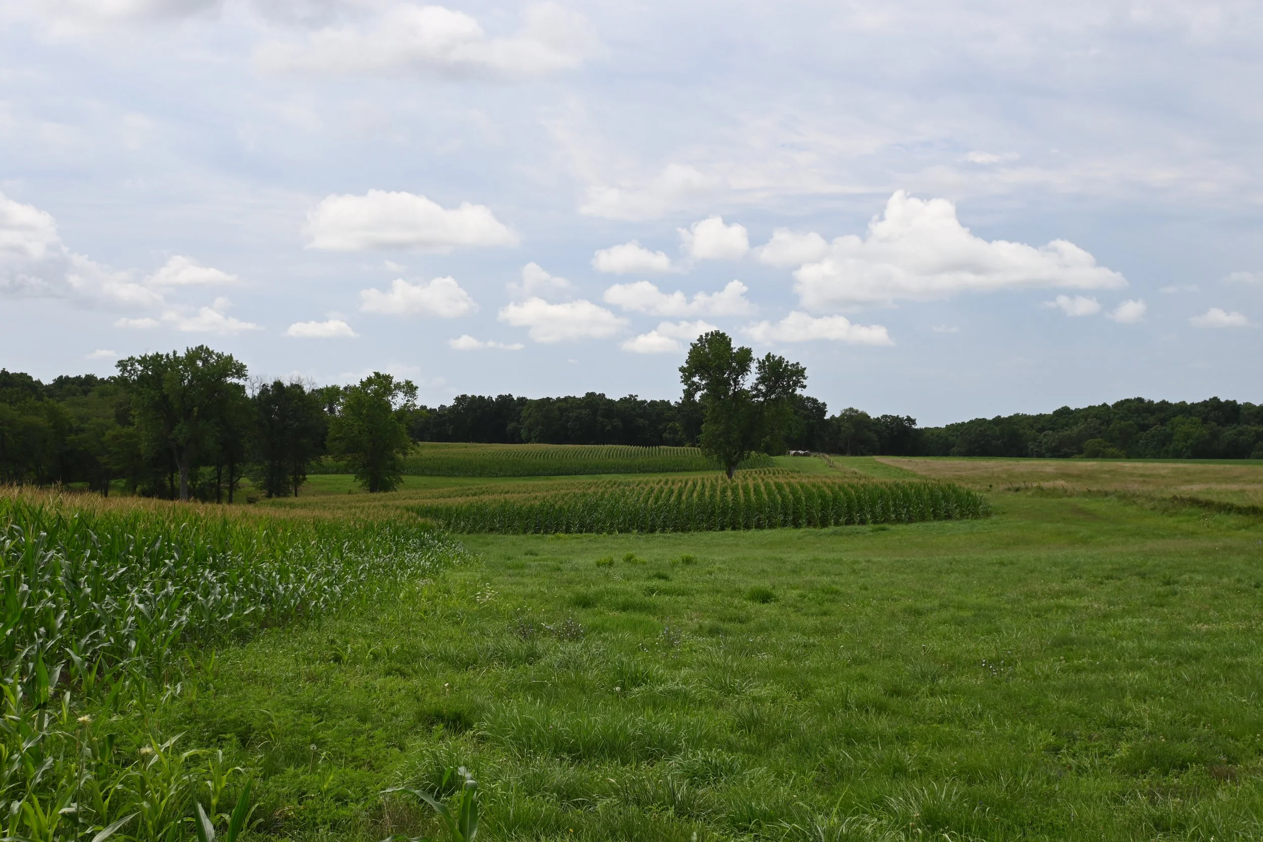 DSC_0335.JPG