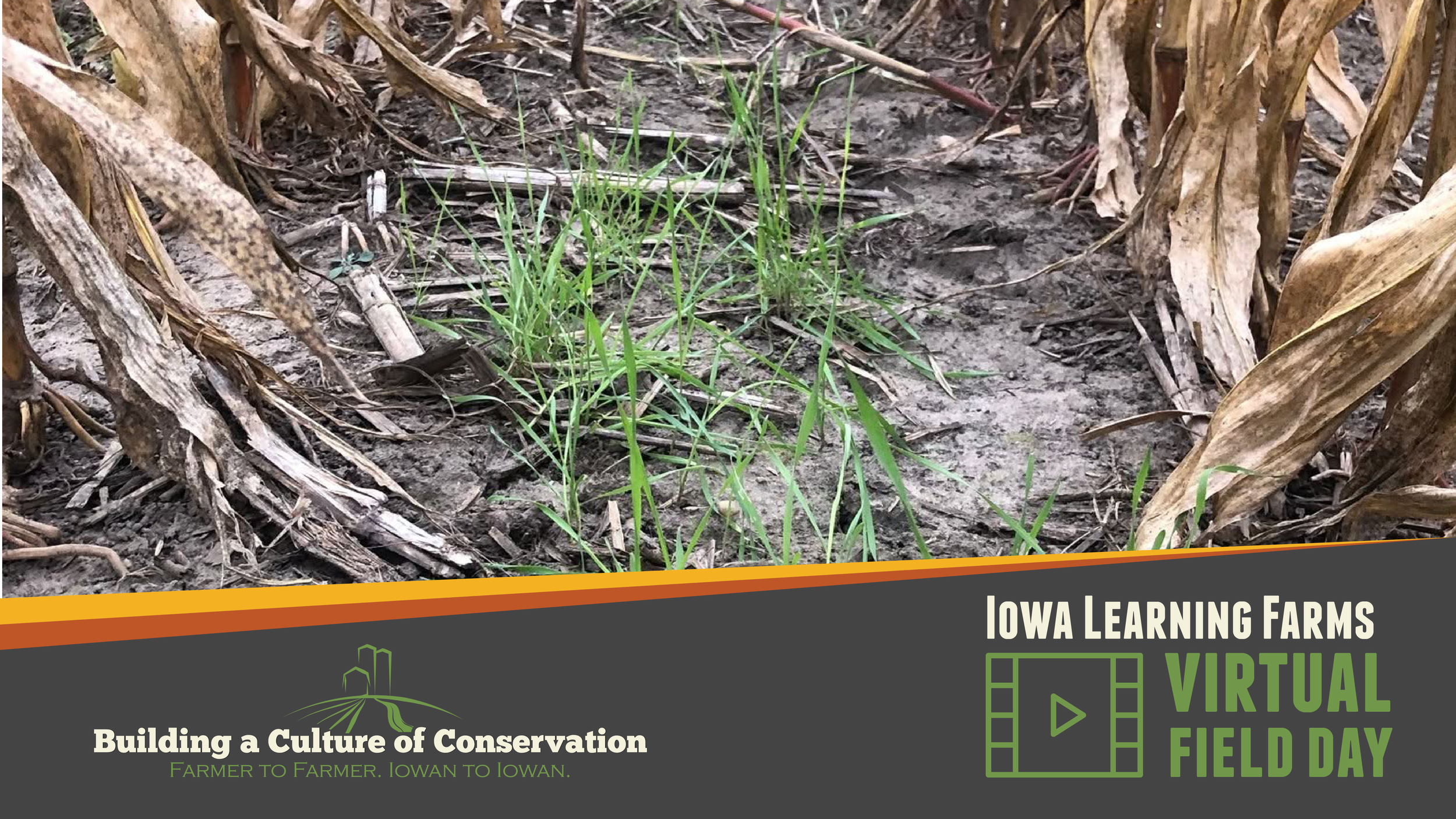 Virtual Field Day: Evaluating Manure Application and Cover Crop Planting Timing to Maximize Water Quality Benefits in Corn