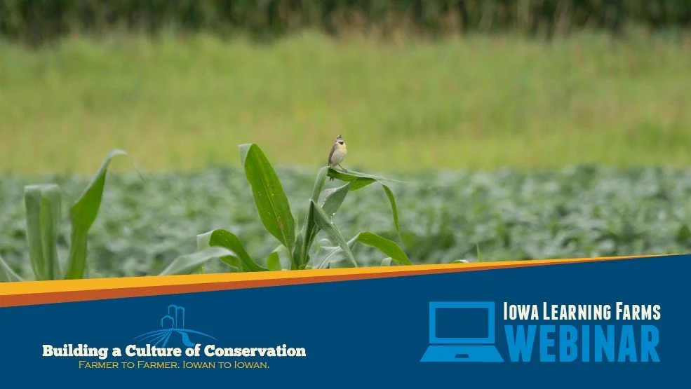 December 10, 2025:  Prairie Strips Support Migrating Monarchs and Breeding Birds