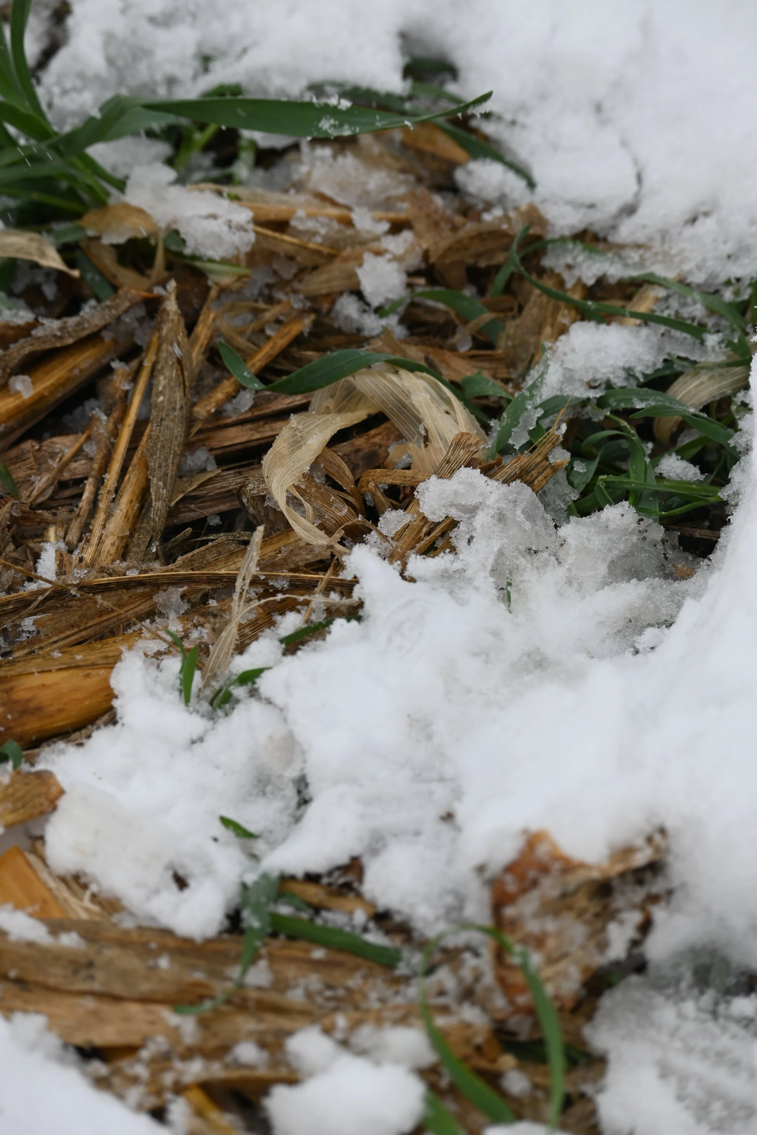  Close-up of crop residue and snow. 