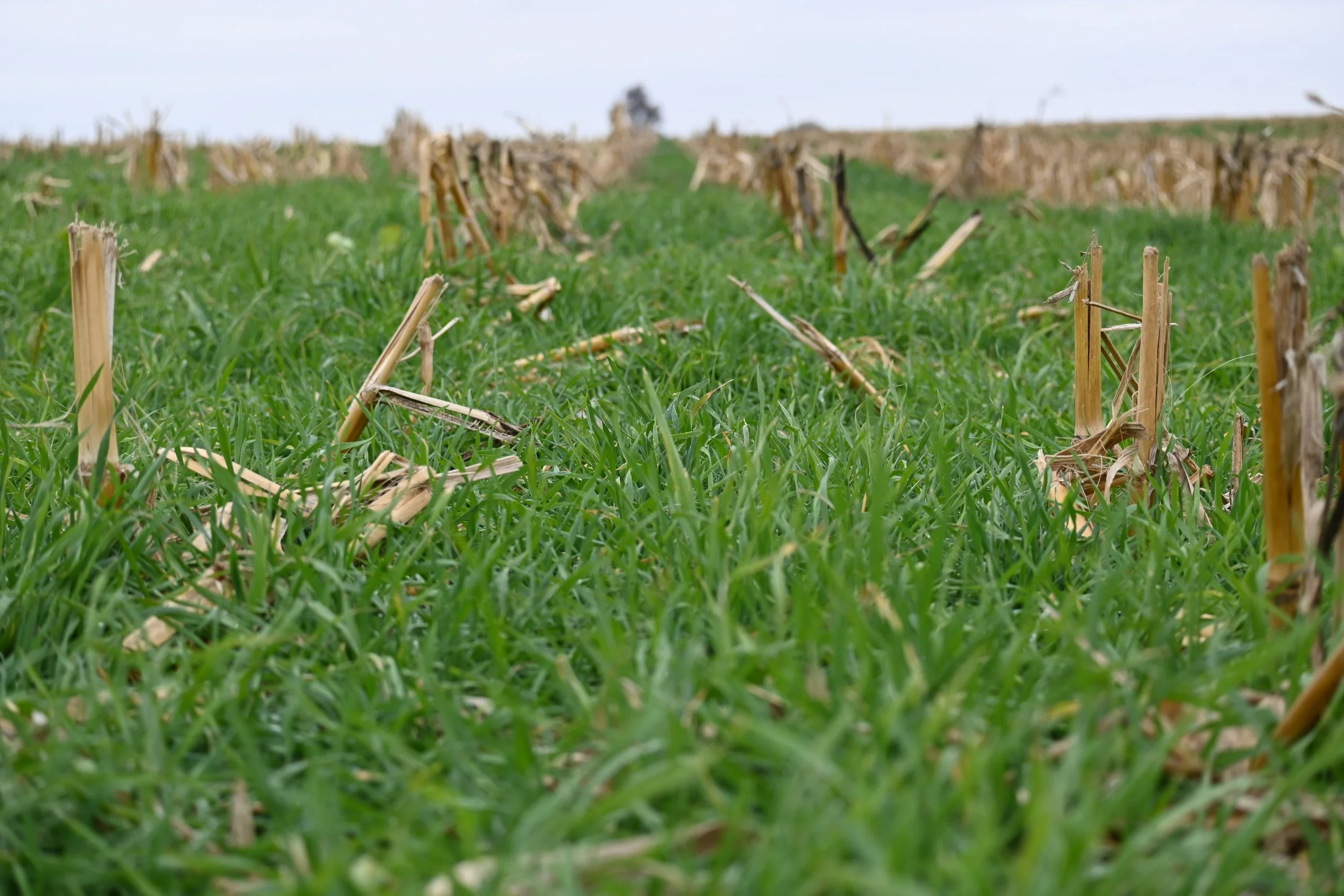 Cover Crop and CRP Field Day