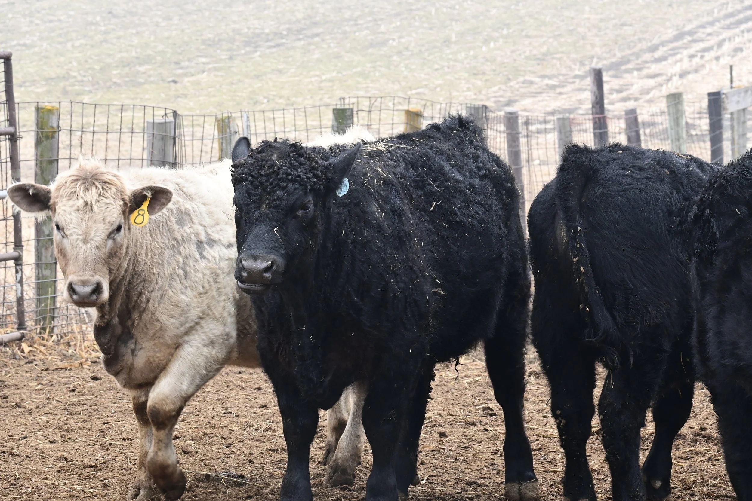  One white cow and two black cows face the camera in their feedlot. 