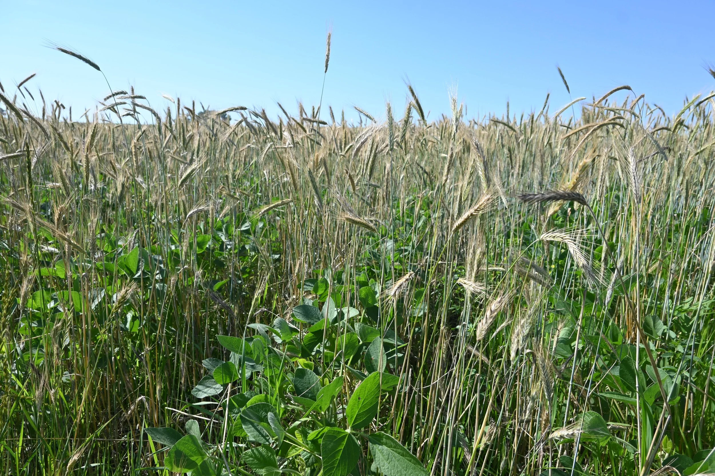 Relay Intercropping Field Day