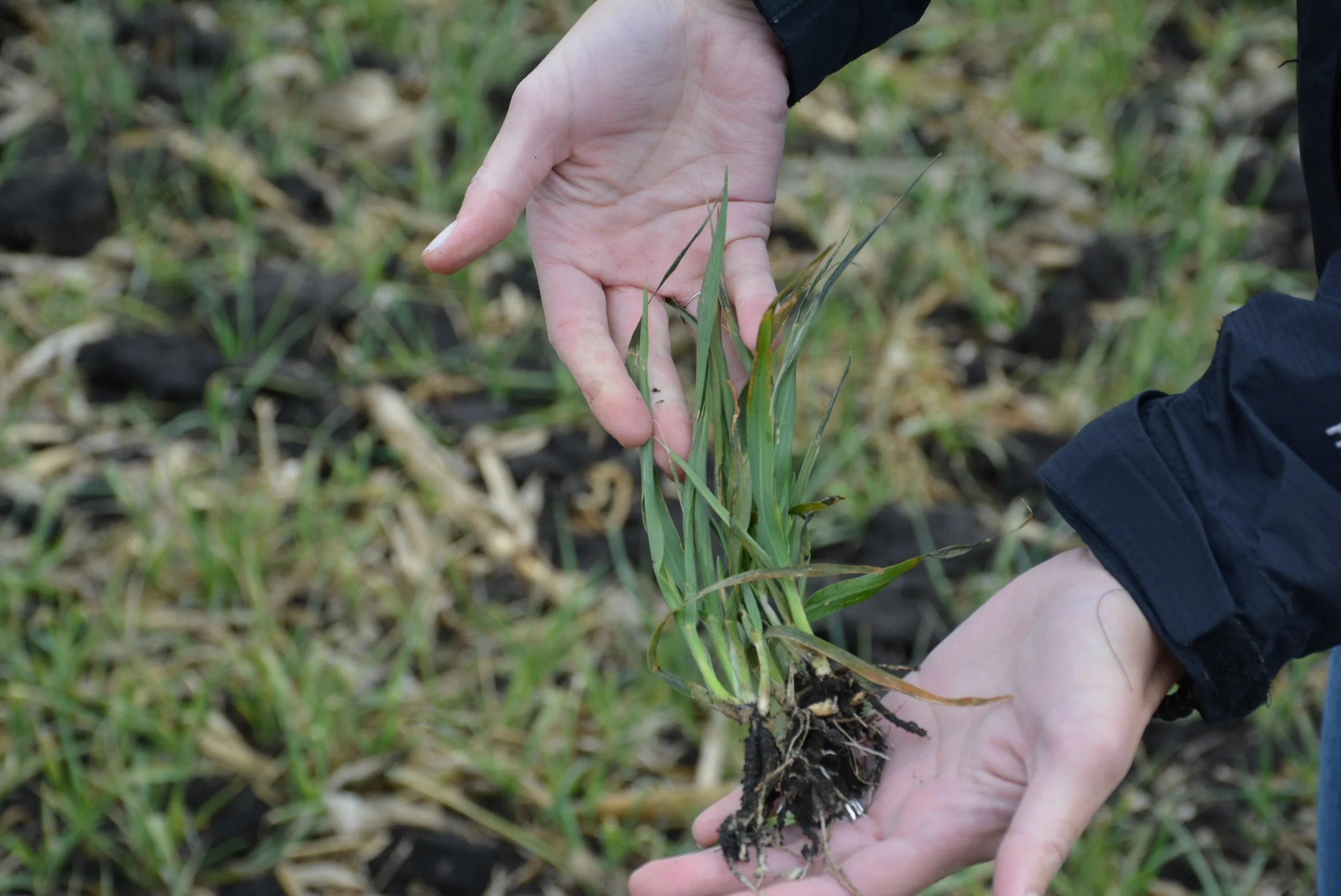 Cover crop Field Day