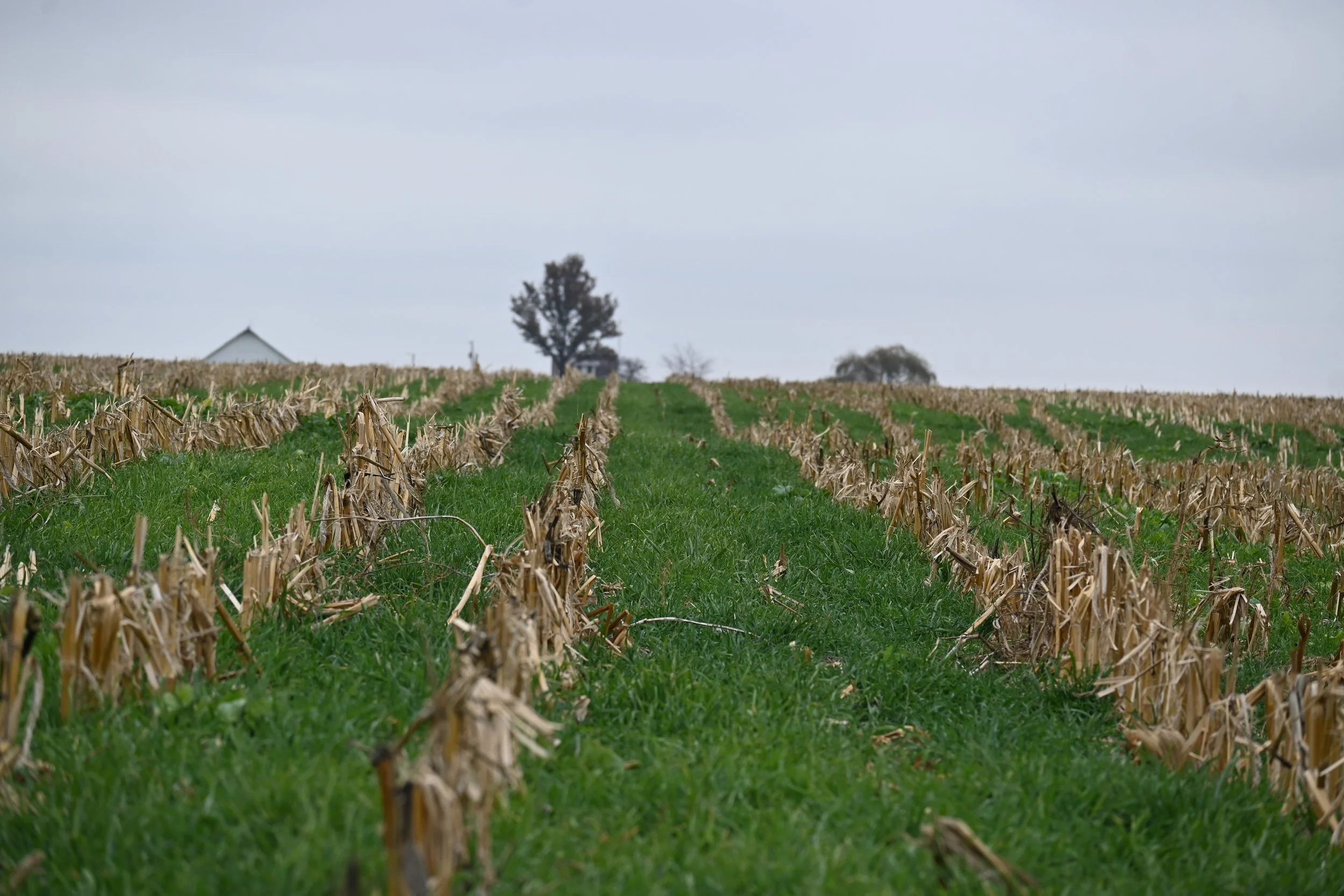 Cover Crop Field Day