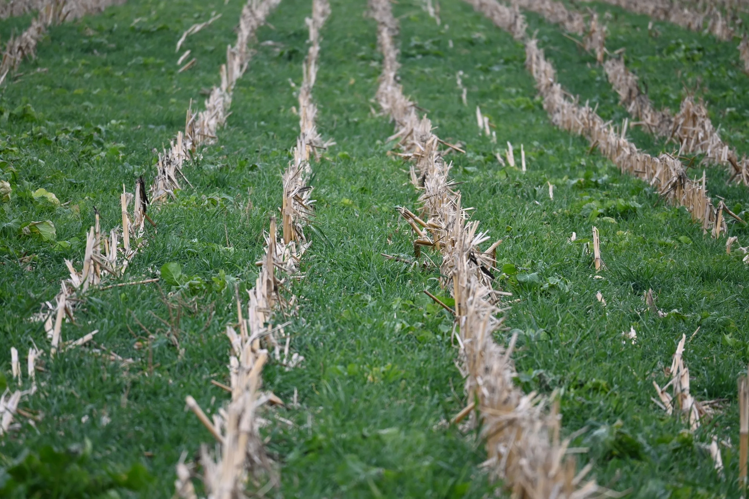 Cover Crop and Soil Health Field Day
