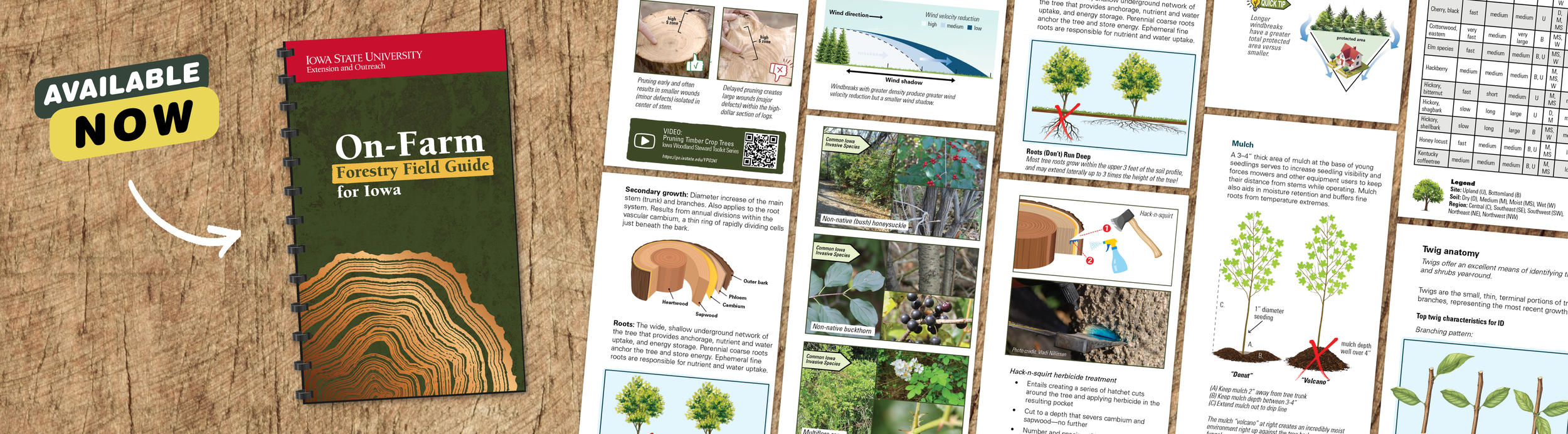  Available Now - On-Farm Forestry Field Guide for Iowa, accompanied by page excerpts from the guide 