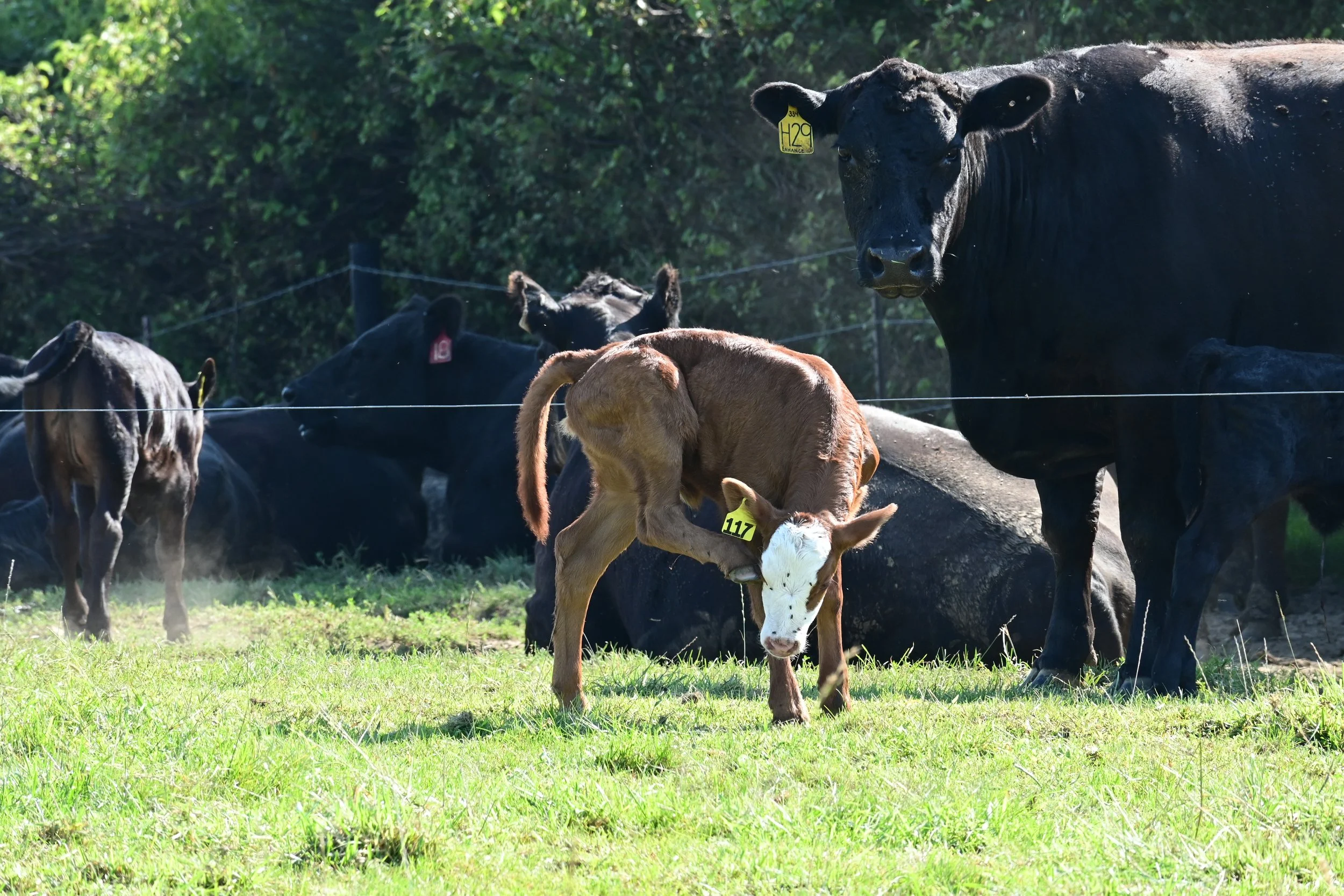 Brown calf with a white face scratching its head with a hind leg in a grassy pasture, surrounded by several black cows near a fence line and trees.
