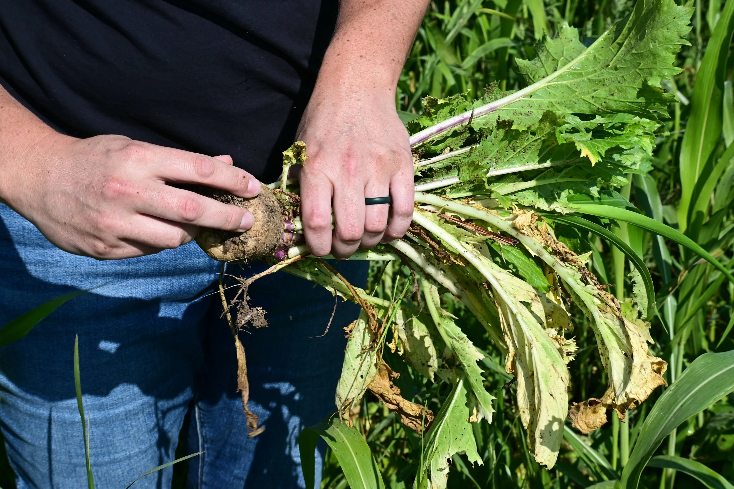 Close-up of hands holding a freshly pulled forage turnip with attached roots and leaves in a field of green cover crops.