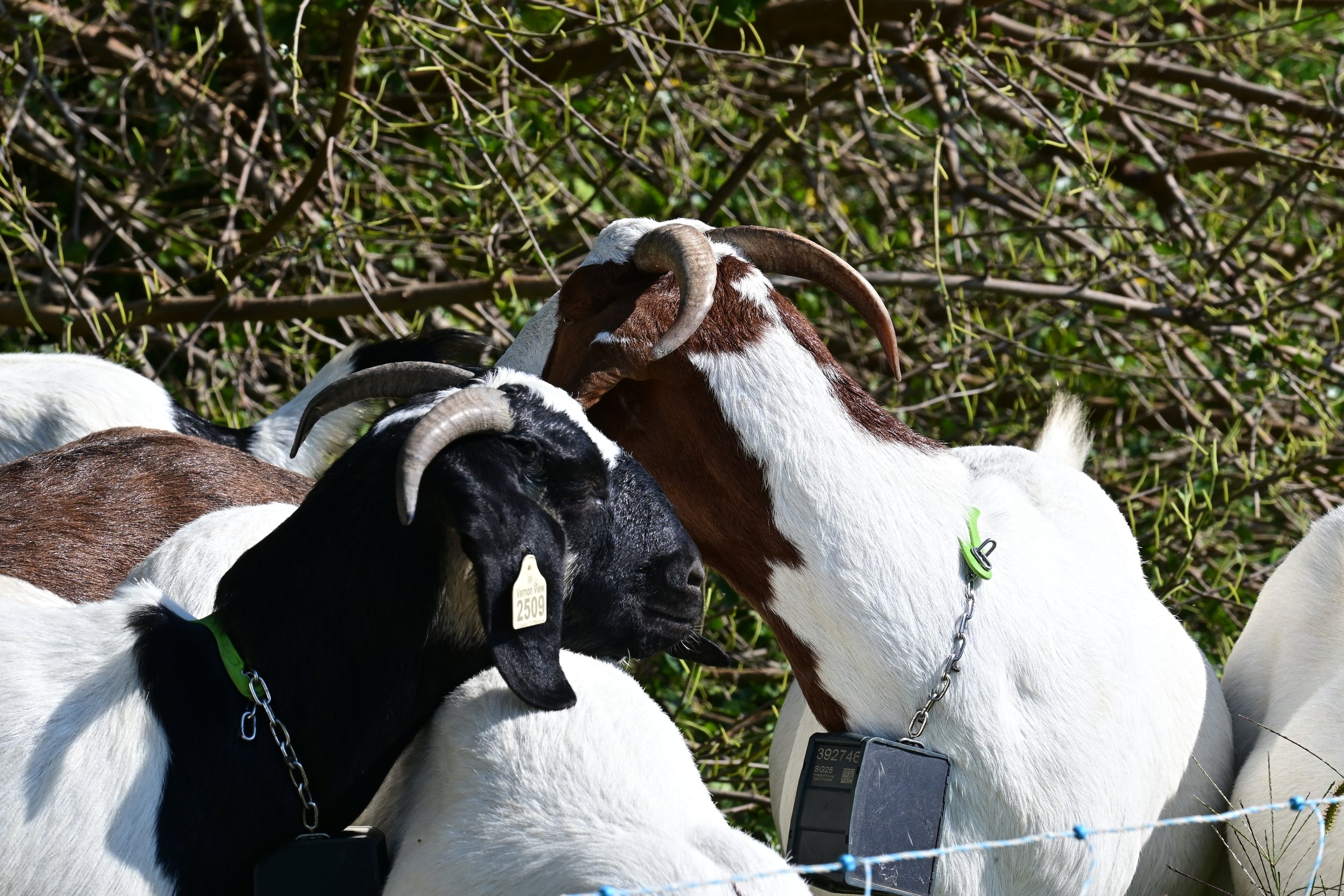Several Boer goats wearing electronic tracking collars stand together in a pasture, with two horned goats in the foreground and brush-covered vegetation in the background.