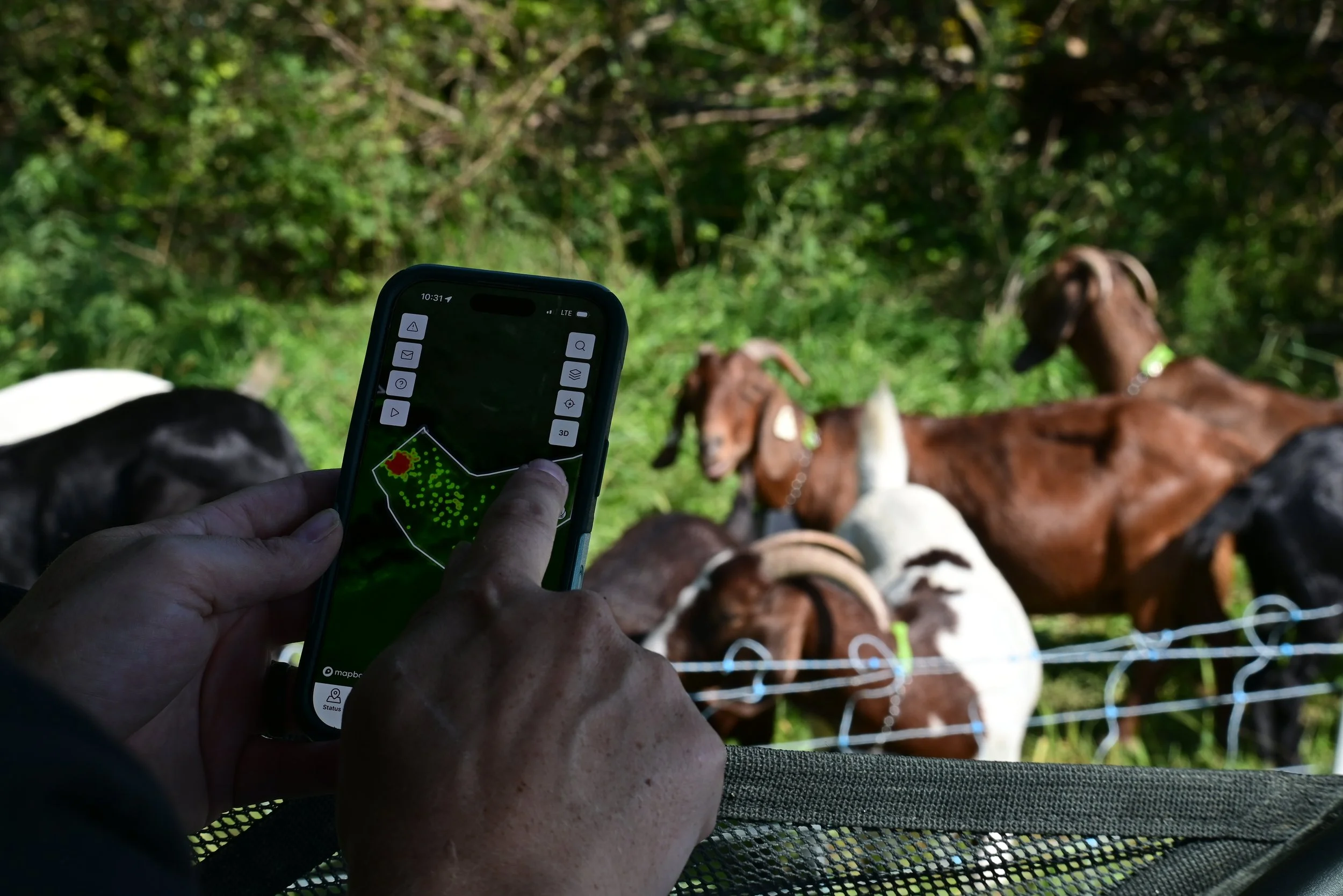 Close-up of a person using a smartphone to view a livestock tracking or grazing management app, with collared goats grazing behind an electric fence in a pasture.
