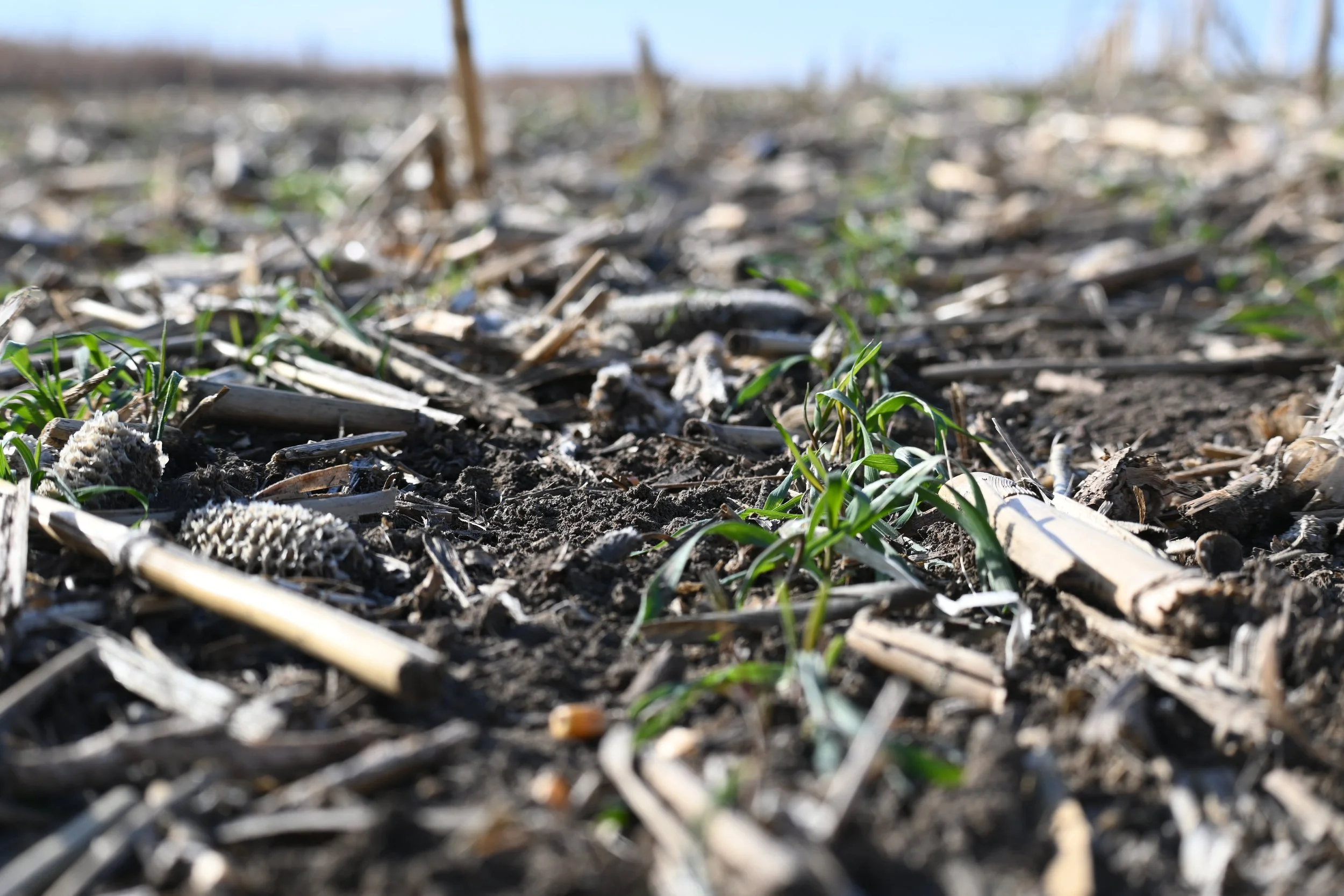 Cover Crop and Manure Management Field Day