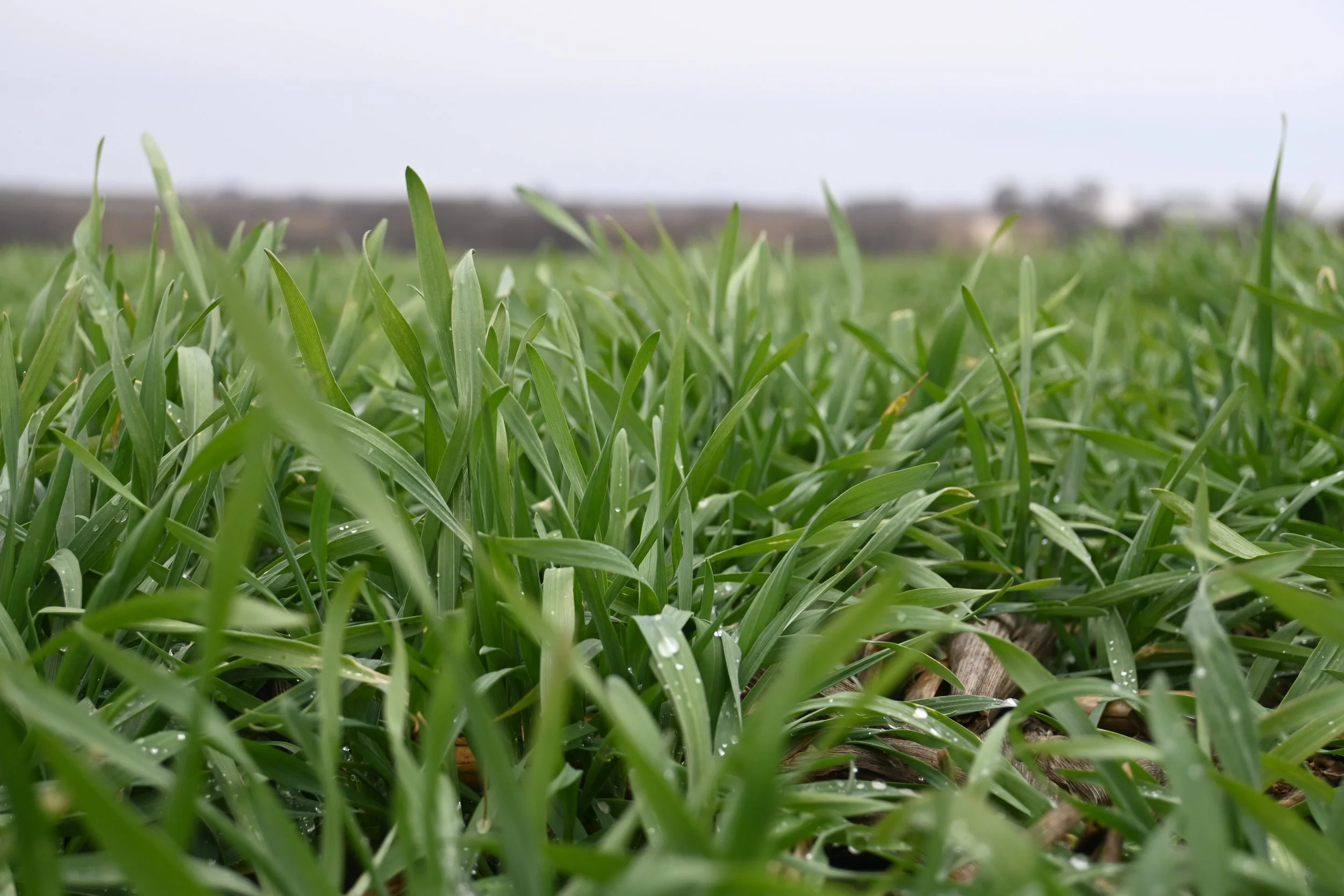  Close-up view of a lush green cereal rye cover crop growing among corn residue. 