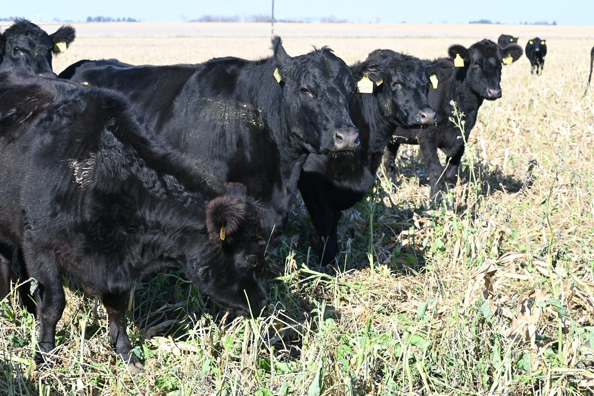 Cover Crop and Grazing Field Day