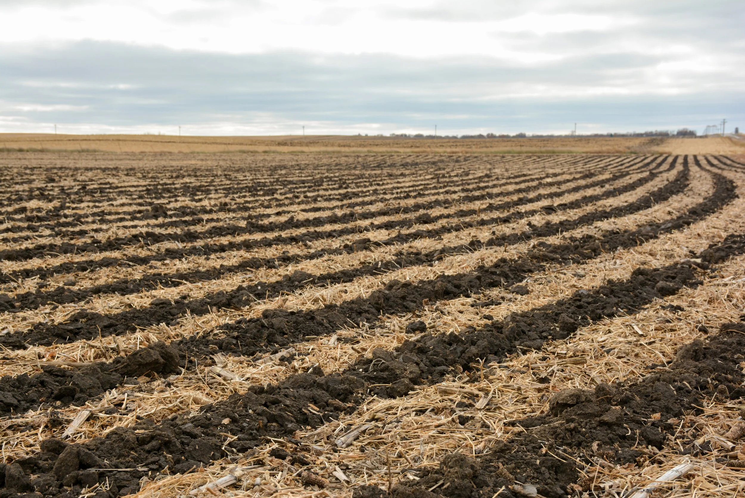 Strip-Till and Bioreactor Field Day