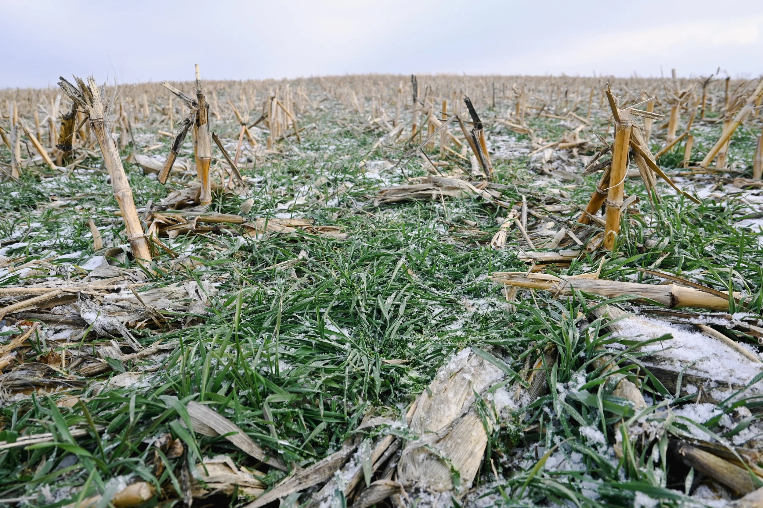 Cover Crop and No-Till Field Day 
