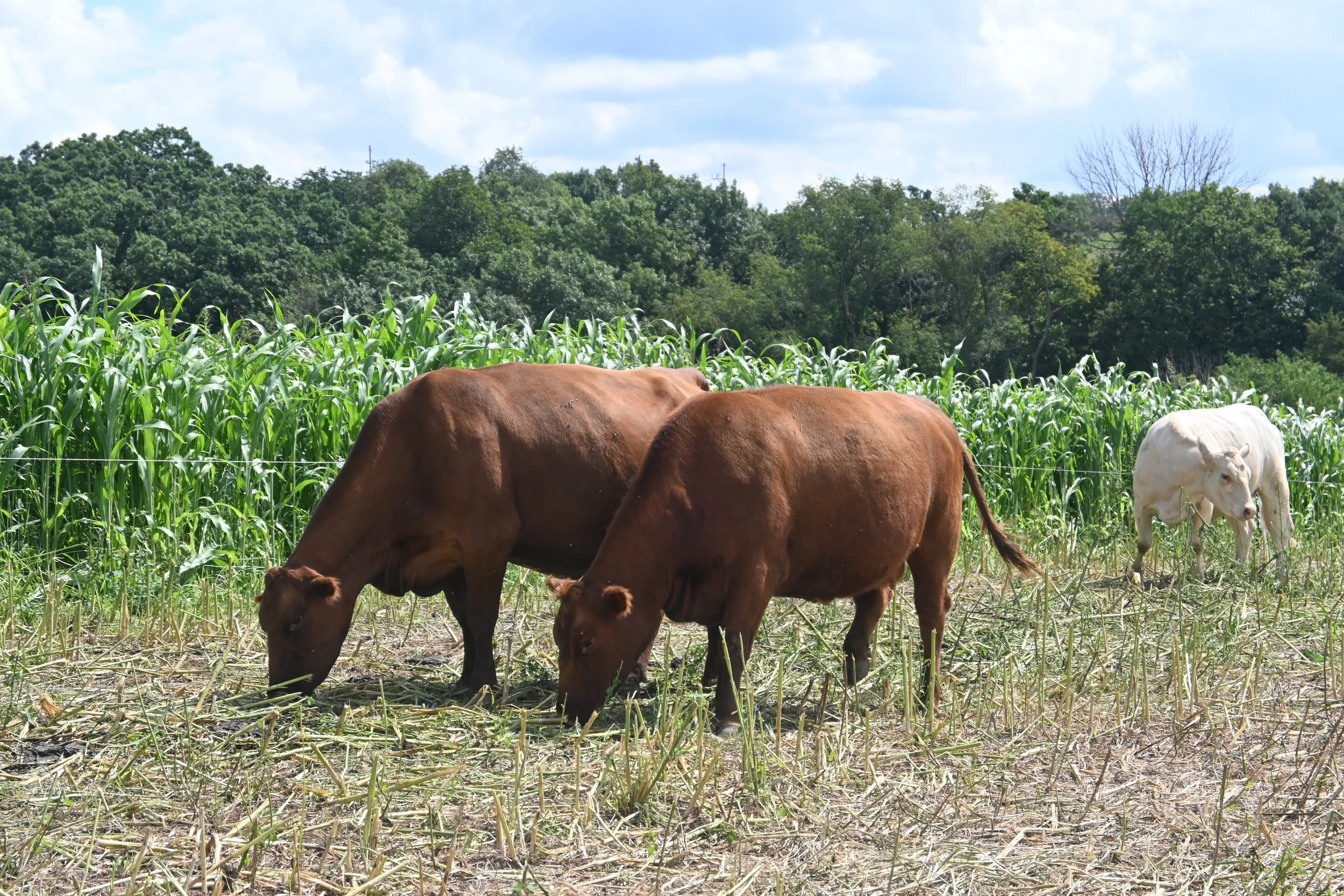 Cover Crop and Grazing Field Day 